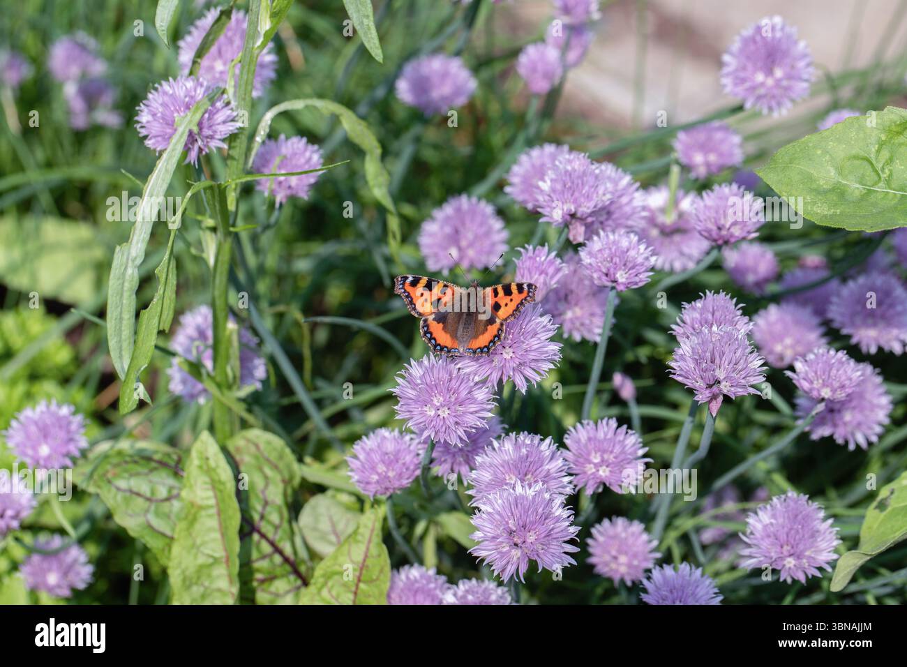 La piccola farfalla di tartaruga (Aglais orticae) si nutre di erba cipollina in fiore in un giardino di erbe. Foto Stock