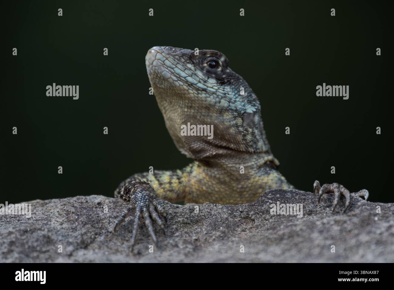 Una lucertola calango sbircia da dietro una roccia, la cui testa è leggermente inclinata come se osservasse o salutasse curiosamente lo spettatore. Foto Stock
