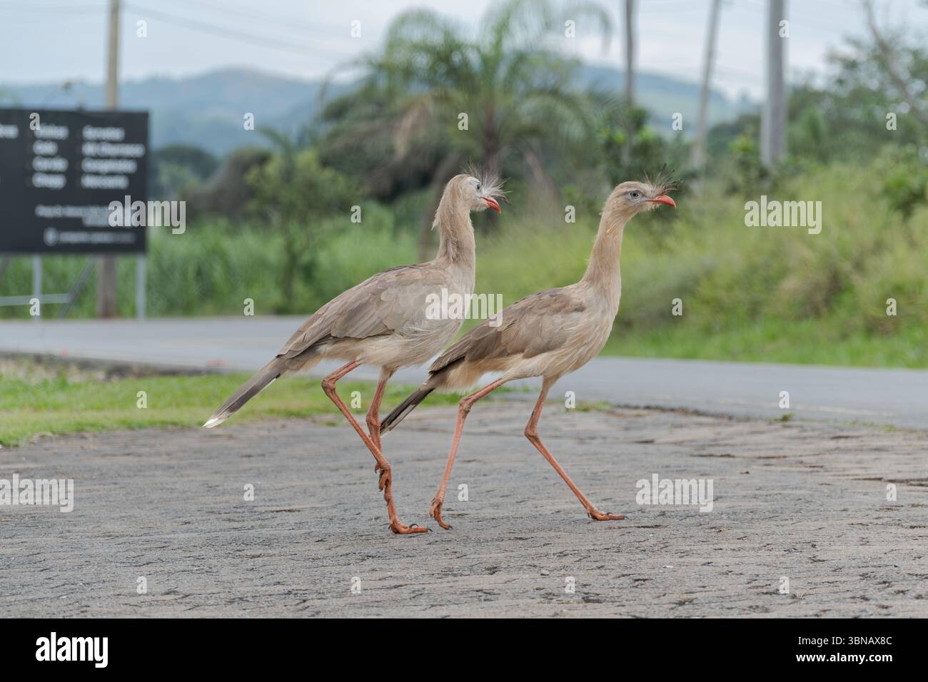 Due Seriemas a gambe rosse (Cariama cristata) che camminano fianco a fianco Foto Stock