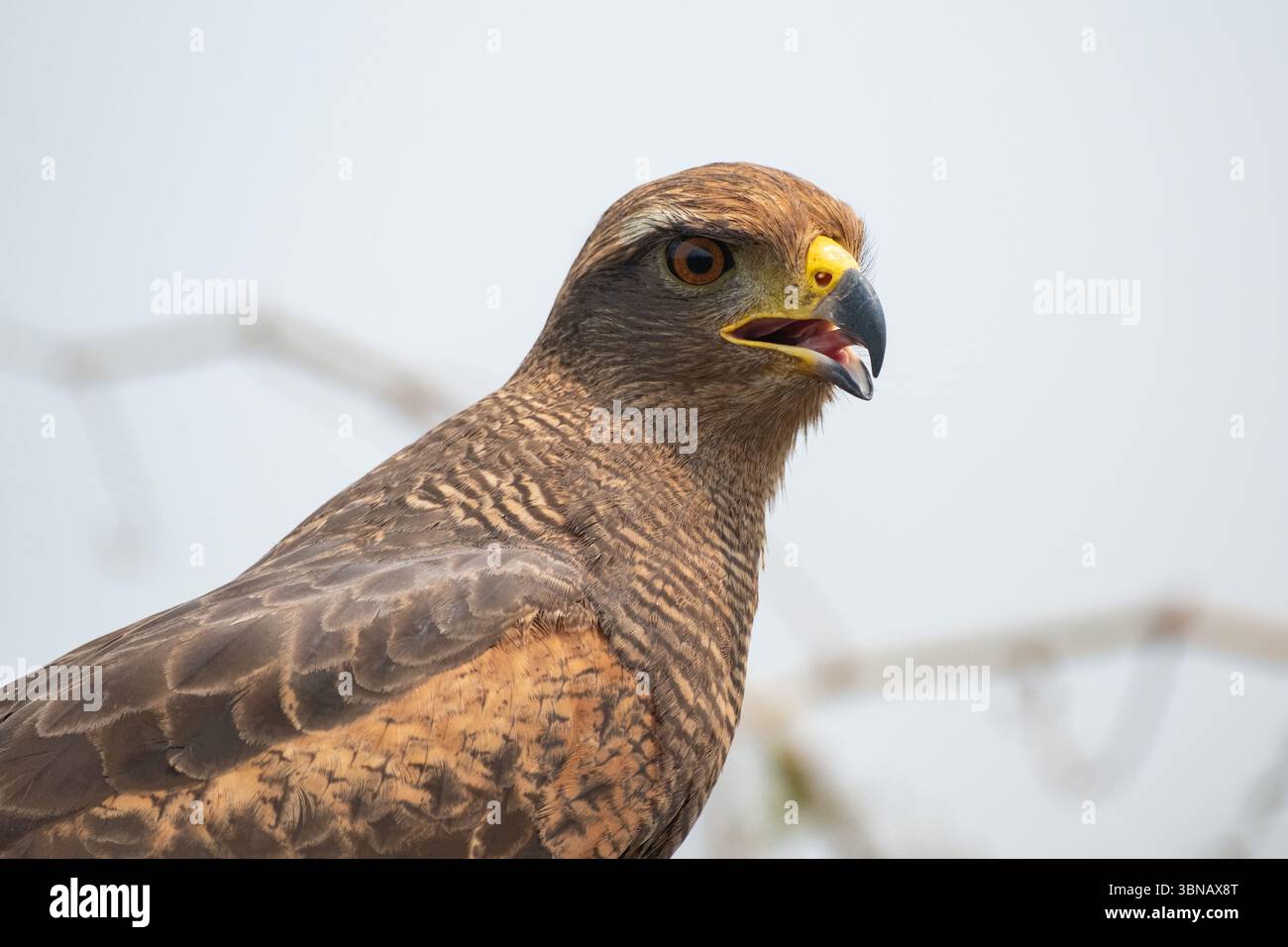 Vista del profilo di un Falco di Savanna (Heterospizias meridionalis) che mostra il suo occhio acuto e il becco leggermente aperto. Foto Stock