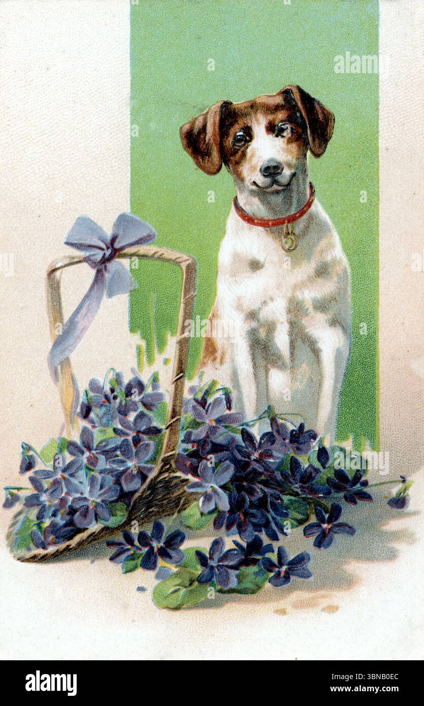 Un piccolo cane marrone e bianco con colletto rosso e targhetta oro si trova dolcemente davanti a uno sfondo verde. Davanti a esso, un cesto pieno di fiori viola, legato da un nastro blu, aggiunge un tocco di colore. I fiori sparsi completano questo affascinante e sentimentale filmato, tratto da un biglietto d'auguri edoardiano. Pubblicato da Paul Finkenrath, Berlino, intorno al 1905. Foto Stock