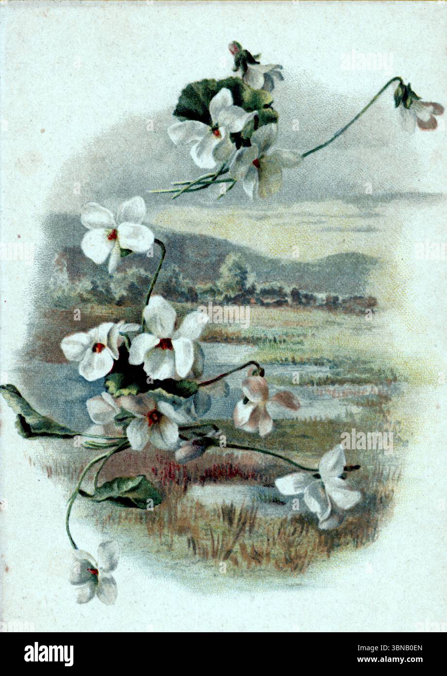 Una cartolina da Budapest del 1900 presenta orchidee bianche a cascata con centri rossi, le loro eleganti forme adagiate su un paesaggio dolcemente dipinto di colline, alberi e acqua tranquilla. La composizione fonde la bellezza botanica con una visione romanticizzata della natura, tipica dell'arte decorativa europea di fine secolo. Pubblicato originariamente da Edgar Schmidt. Foto Stock