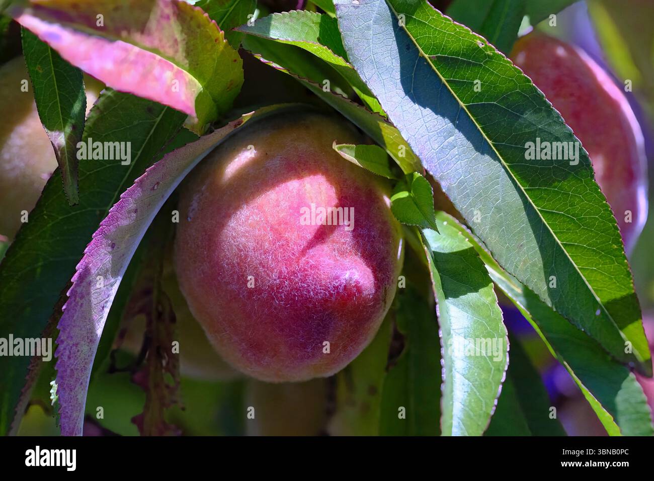 Primo piano di una pesca coltivata in casa matura, immersa tra foglie verdi vibranti durante il sole estivo. Coltivato in modo biologico in un giardino britannico, questo frutto brilla Foto Stock