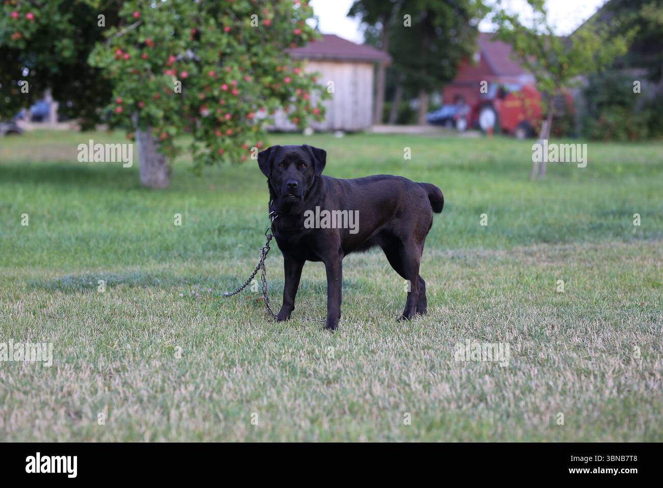 Cane guardiano Black Labrador Retriever su erba verde in un frutteto di campagna, con colletto a catena. Scena estiva con melo sullo sfondo Foto Stock