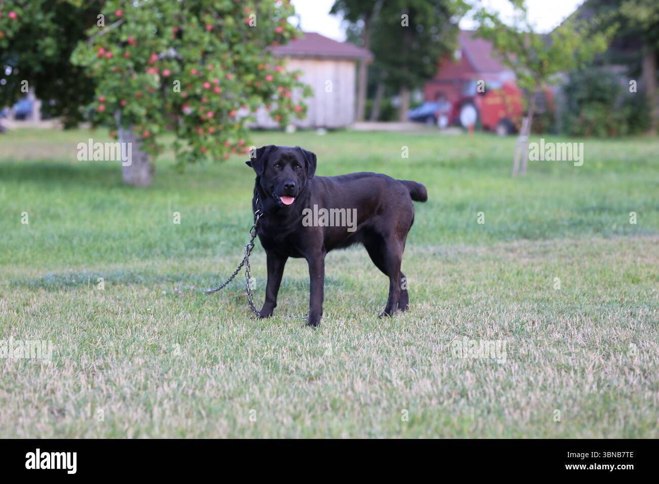Cane guardiano Black Labrador Retriever su erba verde in un frutteto di campagna, con colletto a catena. Scena estiva con melo sullo sfondo Foto Stock