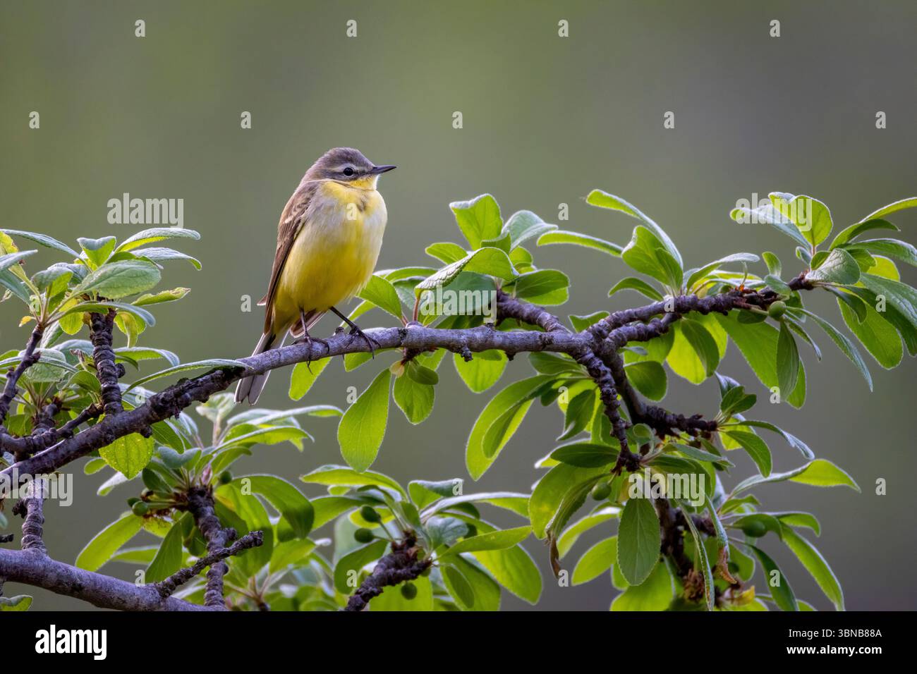 Coda di cavallo gialla, Motacilla flava, arroccata su un ramo d'albero, Serra de tramuntana, Illes Balears, Spagna Foto Stock