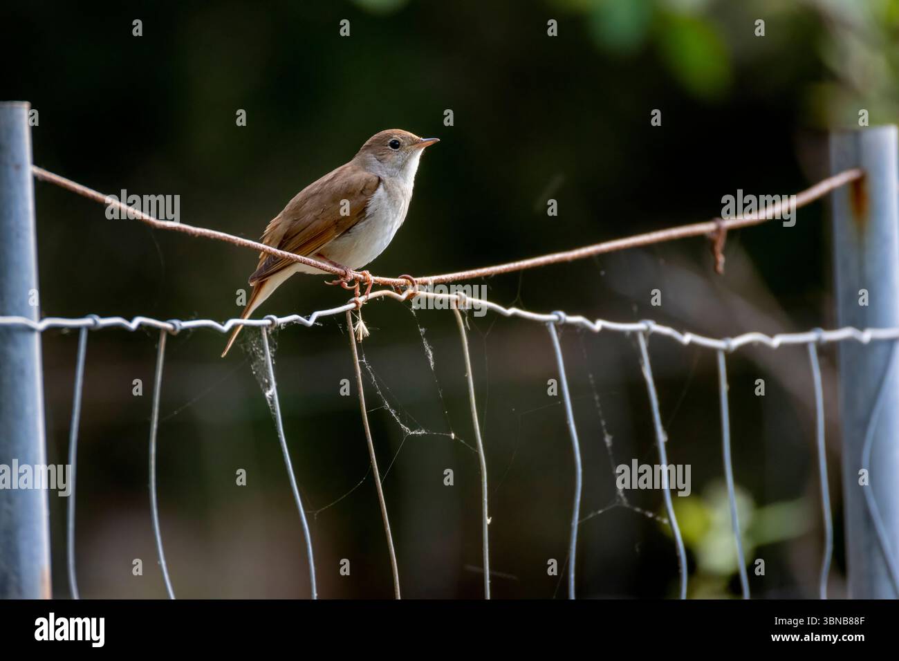 Nightingale, Luscinia megarhynchos, arroccato su una recinzione metallica nella riserva naturale Serra de tramuntana, Illes Balears, Spagna Foto Stock