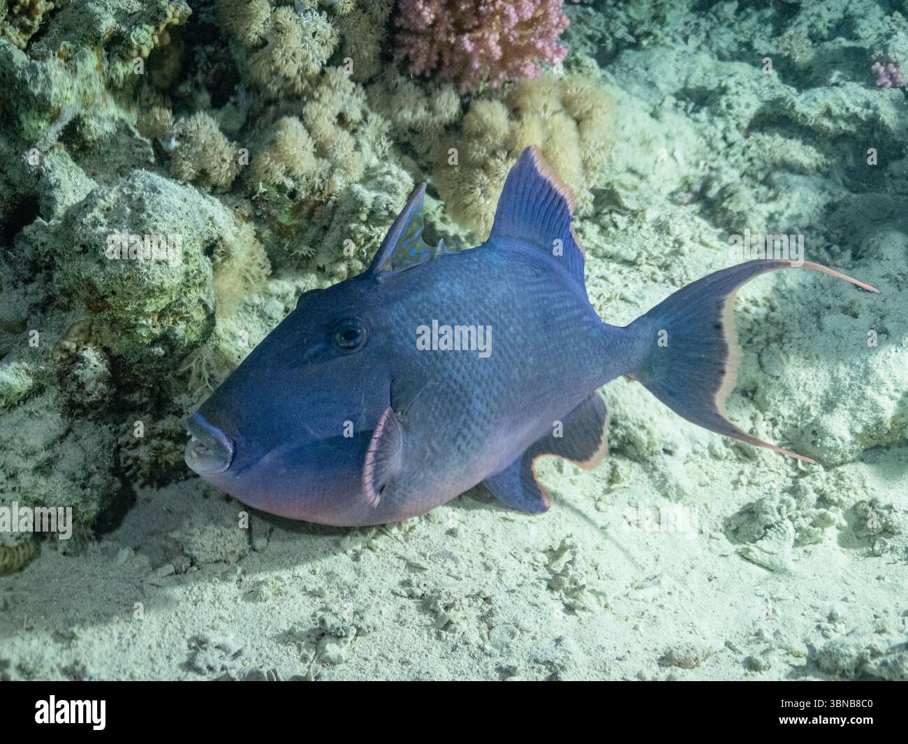 Pesce Triggerfish con dentatura rossa / pesce Triggerfish blu / Odonus Niger Foto Stock