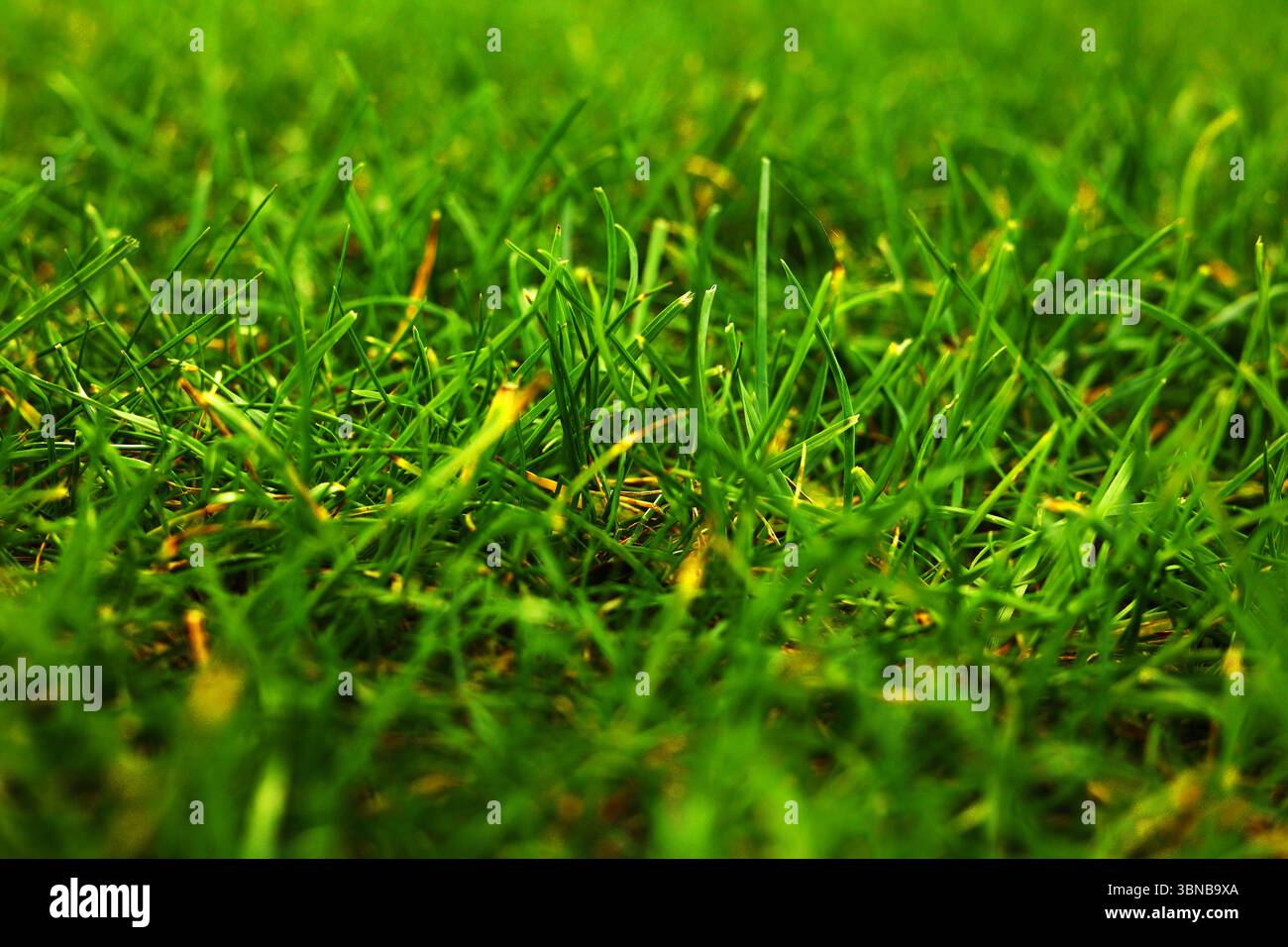 erba rifilata sul prato primo piano di colore verde succoso Foto Stock