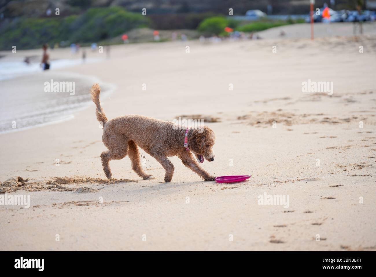 Labradoodle gioca sulla spiaggia sabbiosa con frisbee. Catturare gli animali divertendosi il giorno d'estate. Foto Stock