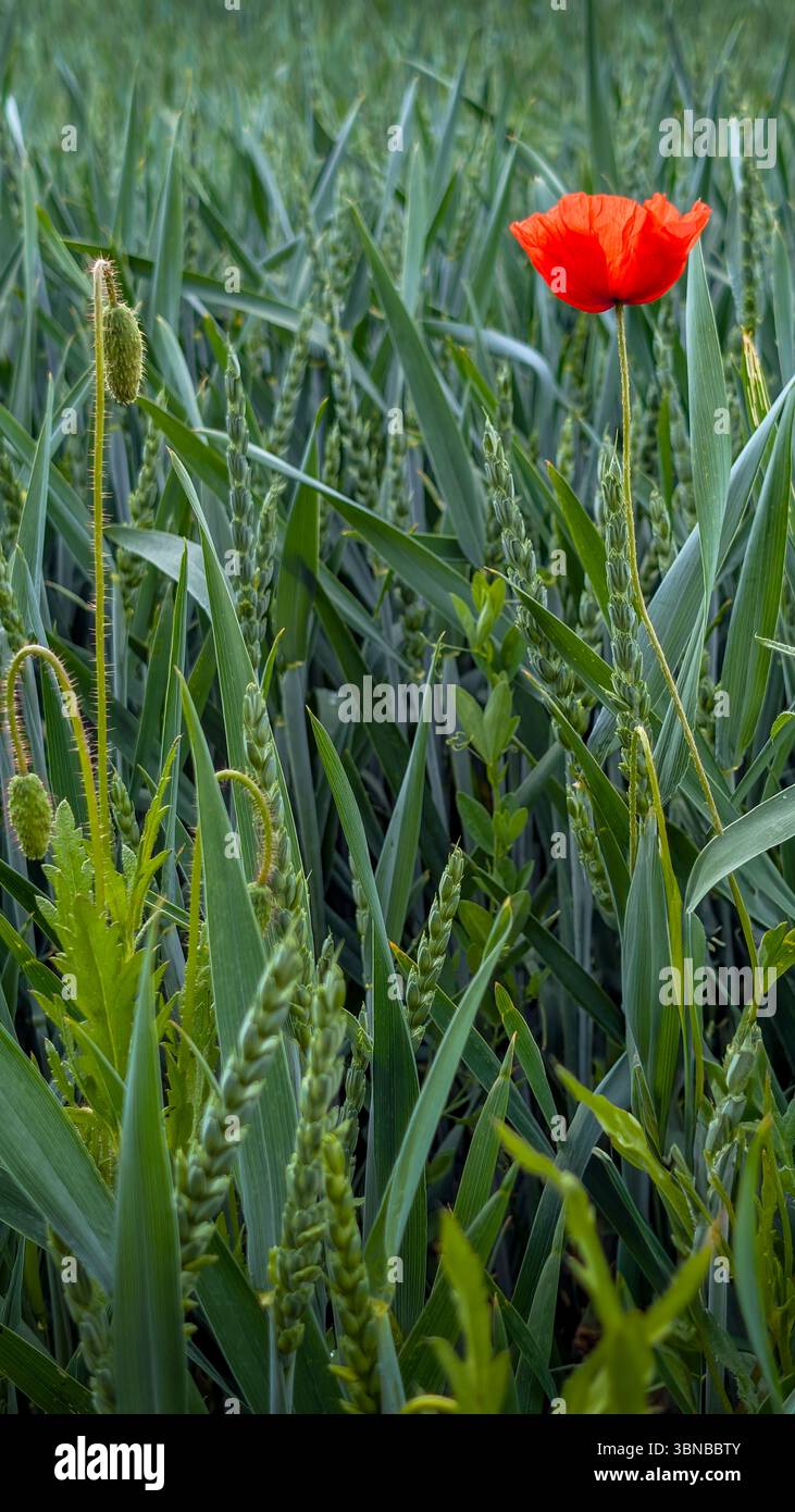 Un unico papavero che fiorisce tra le piante di grano verde in un campo, mostrando un contrasto tra fiori rossi e colture verdi. Foto Stock