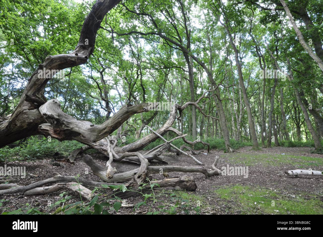 Litcham Common Norfolk Inghilterra Regno Unito Foto Stock