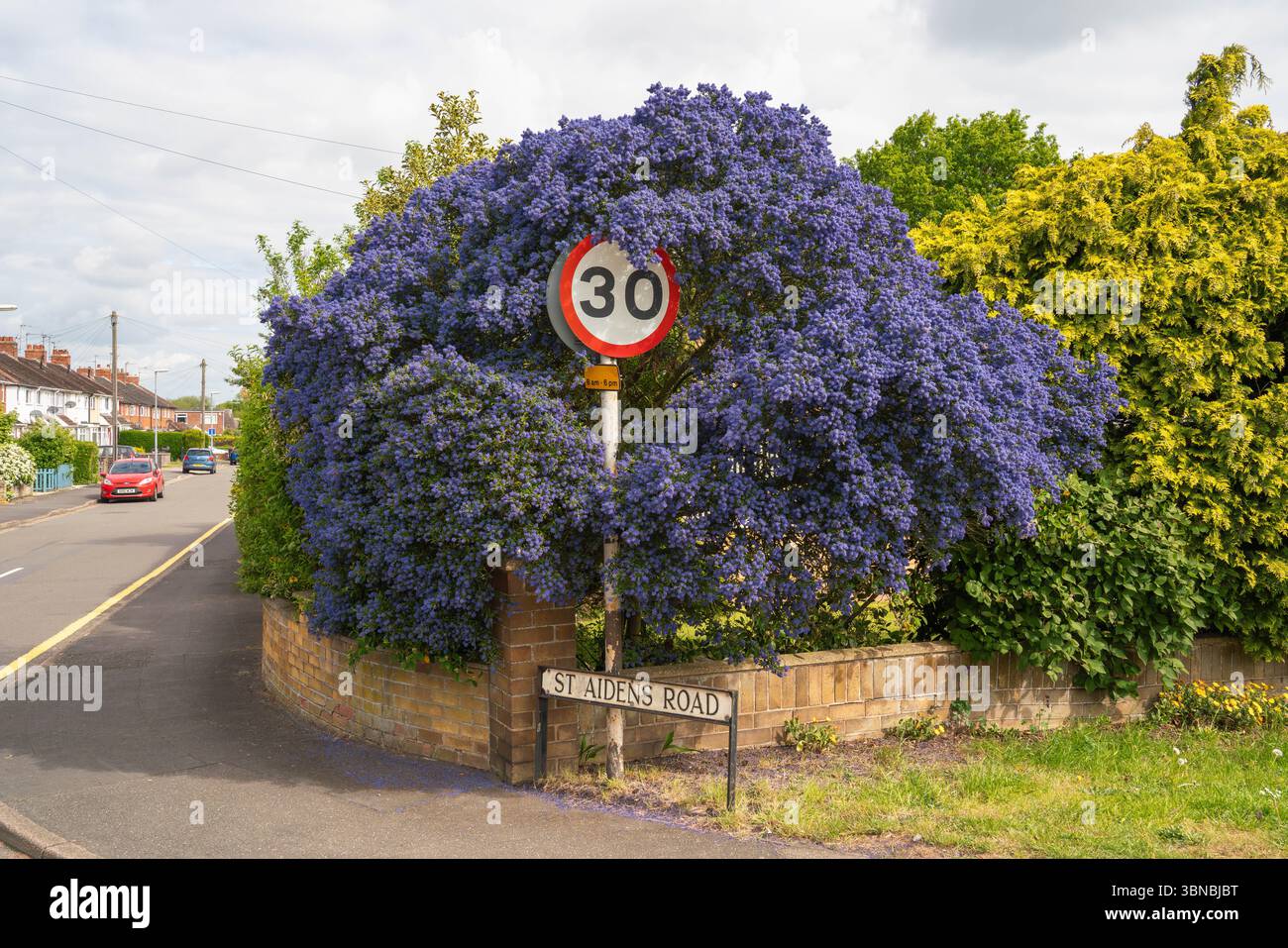 Ceanothus, lilla californiana, arbusti sempreverdi, siepi informali, copertura del suolo, limite di velocità, vibrant, fioritura, arbusto, lilla, fiore viola, api blu Foto Stock