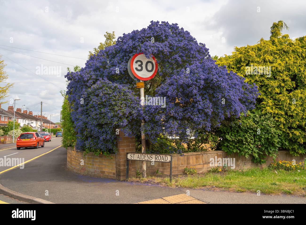 Ceanothus, lilla californiana, arbusti sempreverdi, siepi informali, copertura del suolo, limite di velocità, vibrant, fioritura, arbusto, lilla, fiore viola, api blu Foto Stock