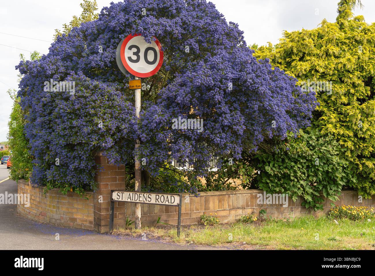 Ceanothus, lilla californiana, arbusti sempreverdi, siepi informali, copertura del suolo, limite di velocità, vibrant, fioritura, arbusto, lilla, fiore viola, api blu Foto Stock