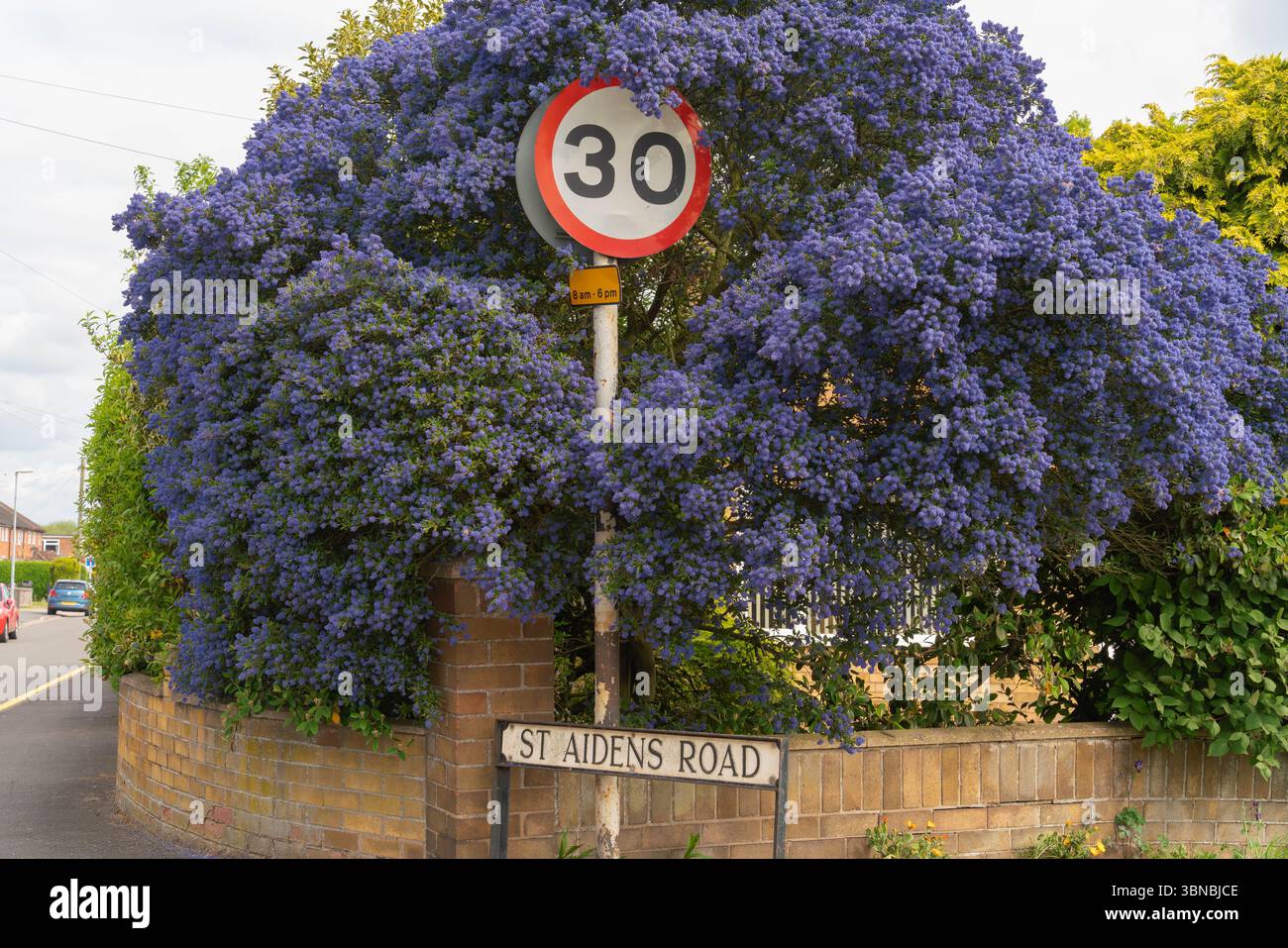 Ceanothus, lilla californiana, arbusti sempreverdi, siepi informali, copertura del suolo, limite di velocità, vibrant, fioritura, arbusto, lilla, fiore viola, api blu Foto Stock