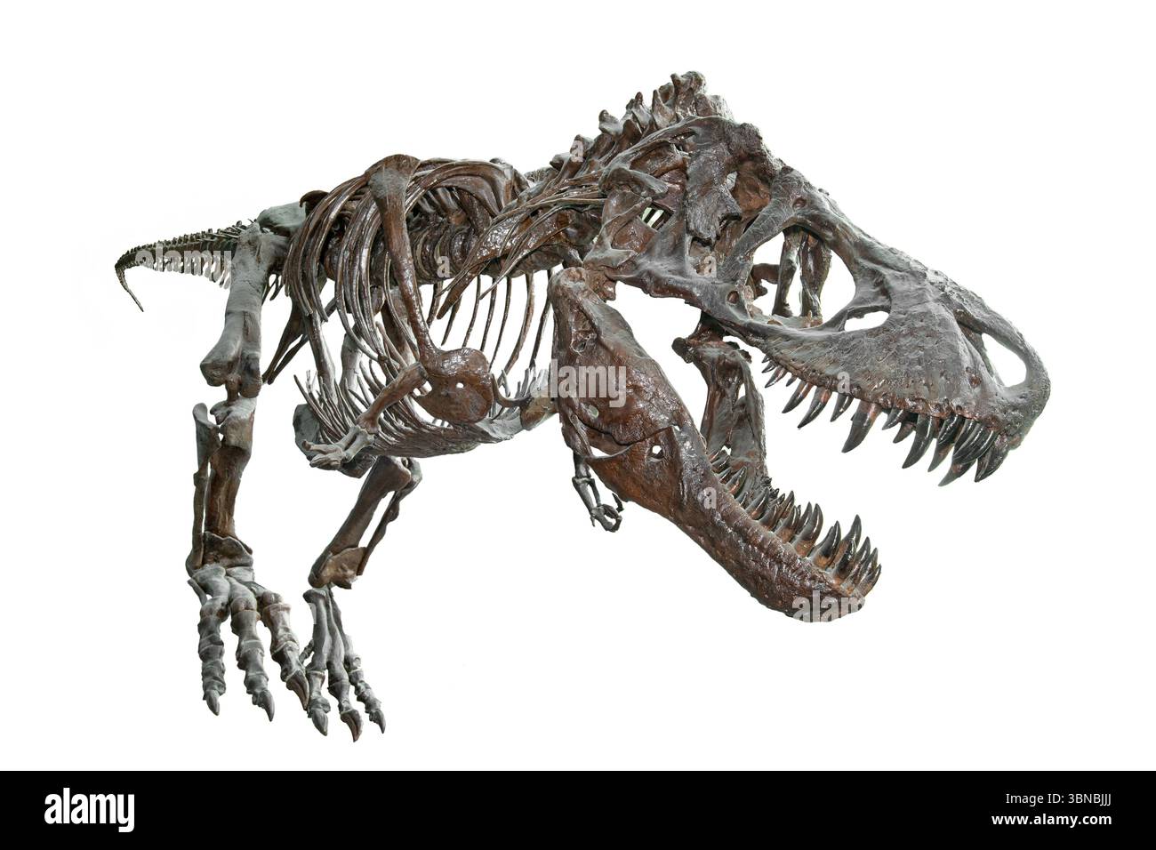 Scheletro di Tyrannosaurus Rex, Maryland Science Center, Baltimora, Maryland, USA Foto Stock