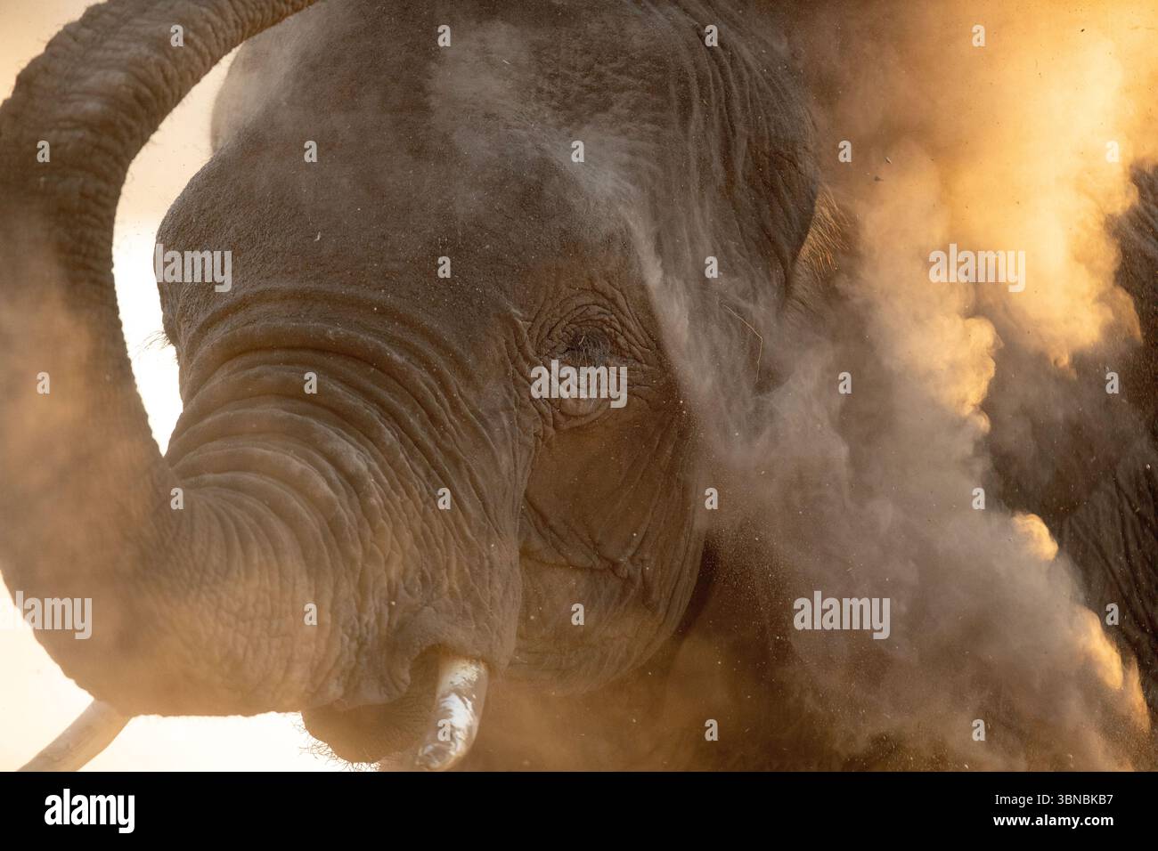 Un grande toro elefante del deserto bagna la polvere fine al tramonto, Okakuejo, il Parco Nazionale di Etosha, Namibia. Foto Stock