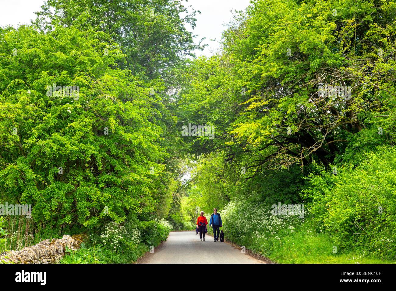 Coppia che passeggiano con un cane da compagnia lungo la tranquilla strada di campagna a Swinbrook, nelle Cotswolds, Oxfordshire, Regno Unito Foto Stock