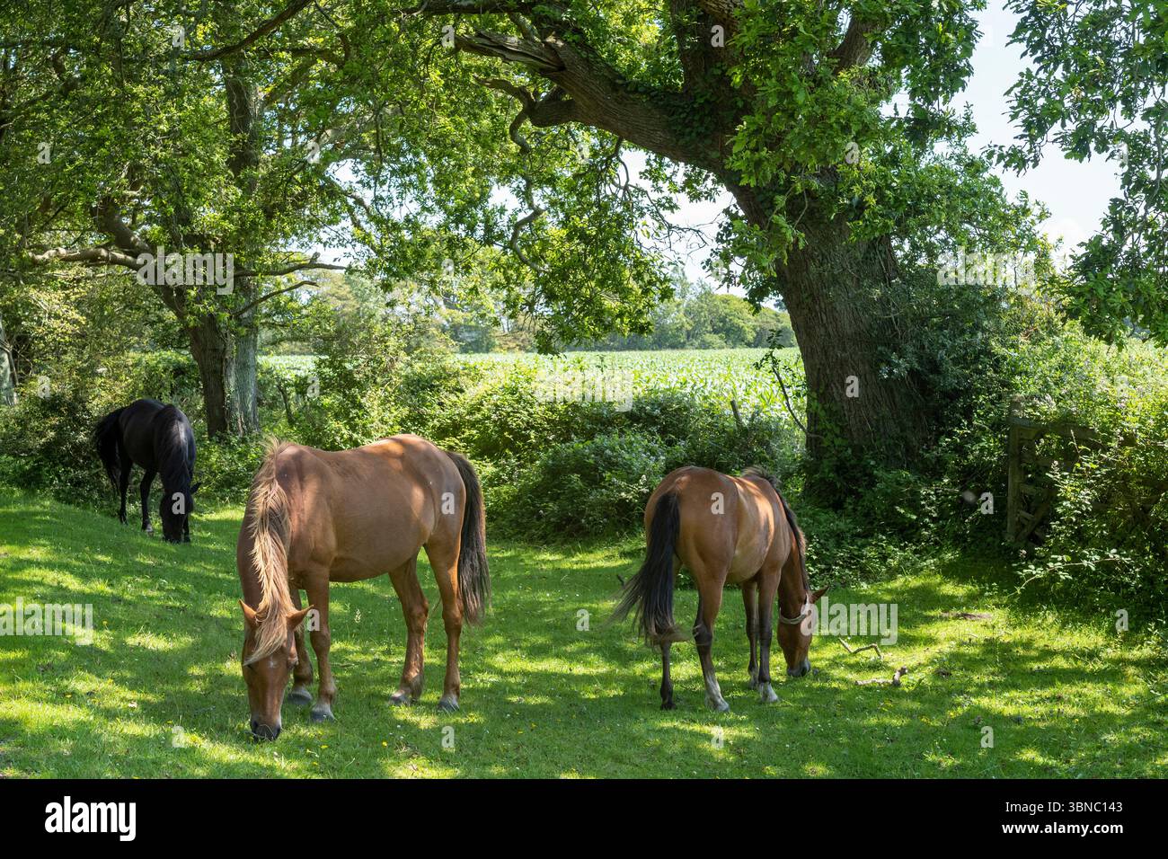 I New Forest Ponies sono liberi di girovagare e pascolare sotto la luce del sole nella New Forest in estate, nell'Hampshire vicino a Brockenhurst. Foto Stock