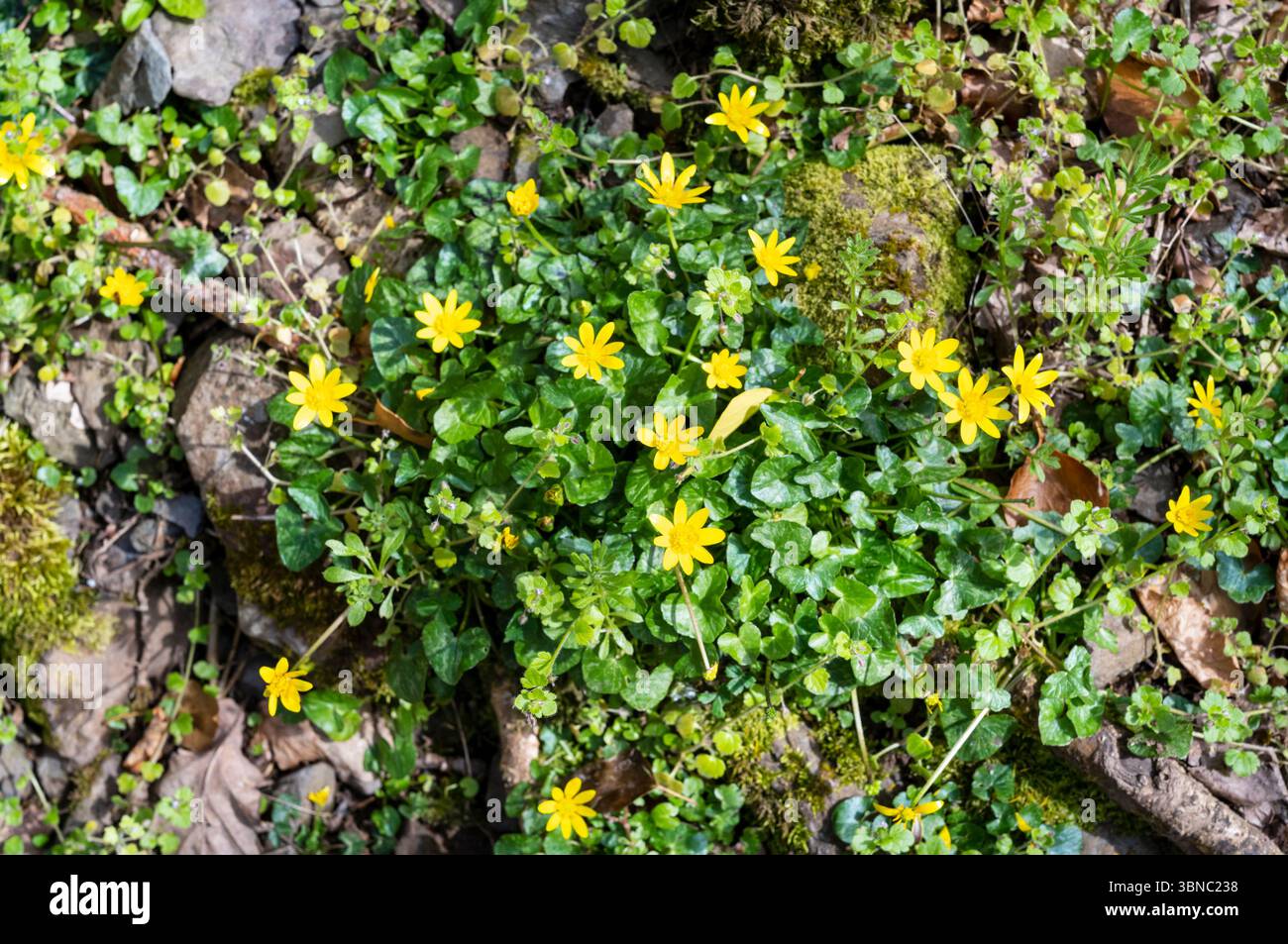 Fiore selvatico Celandina minore, Ficaria verna, sulle rive dell'East Lyn River a Lynmouth, Devon vicino Watersmeet. Foto Stock