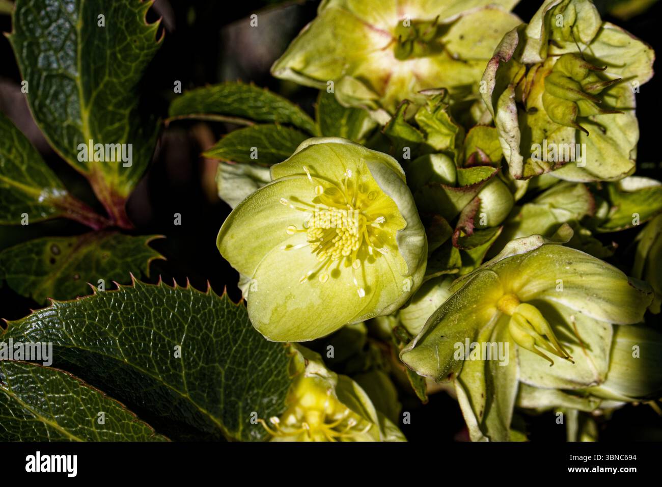 Helleborus argutifolius, l'ellebore holly-Leaved, o ellebore corsa, o H. corsicus, H. lividus subsp. il corsicus è una specie di pianta fiorita. Foto Stock