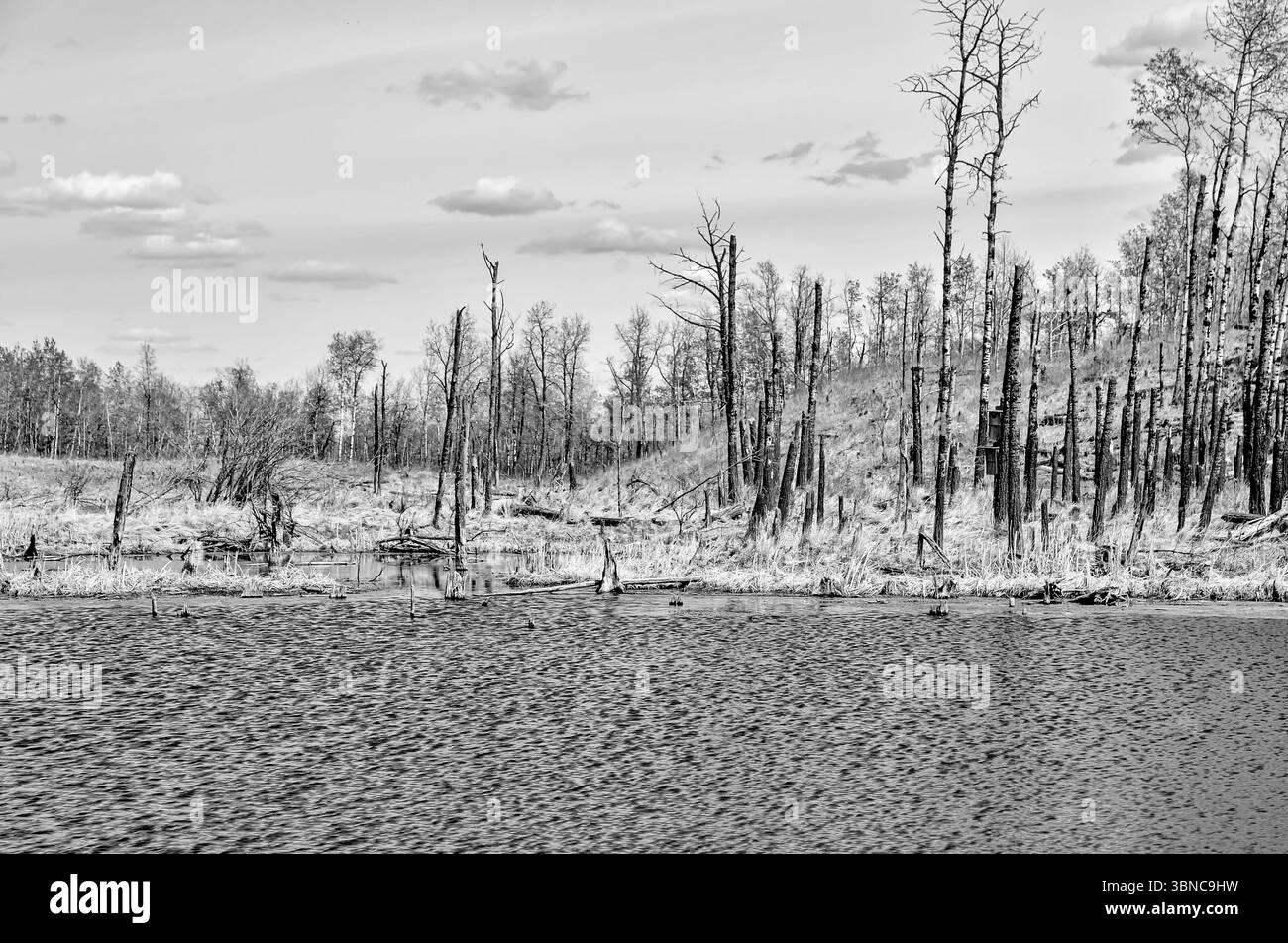 Paesaggi della campagna dell'Alberta intorno al lago Pine e al cervo rosso Foto Stock