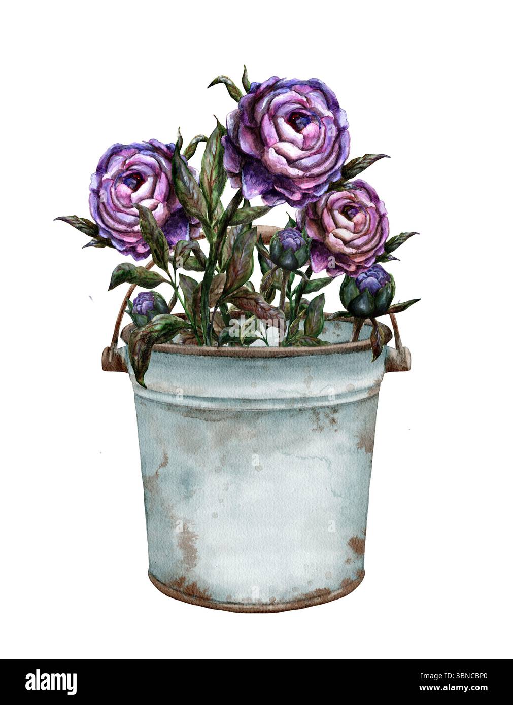 Bellissime peonie viola in un secchio rustico, perfette per migliorare l'arredamento della casa e creare incantevoli composizioni floreali. Composizione isolata disegnata a mano su sfondo bianco. Foto Stock