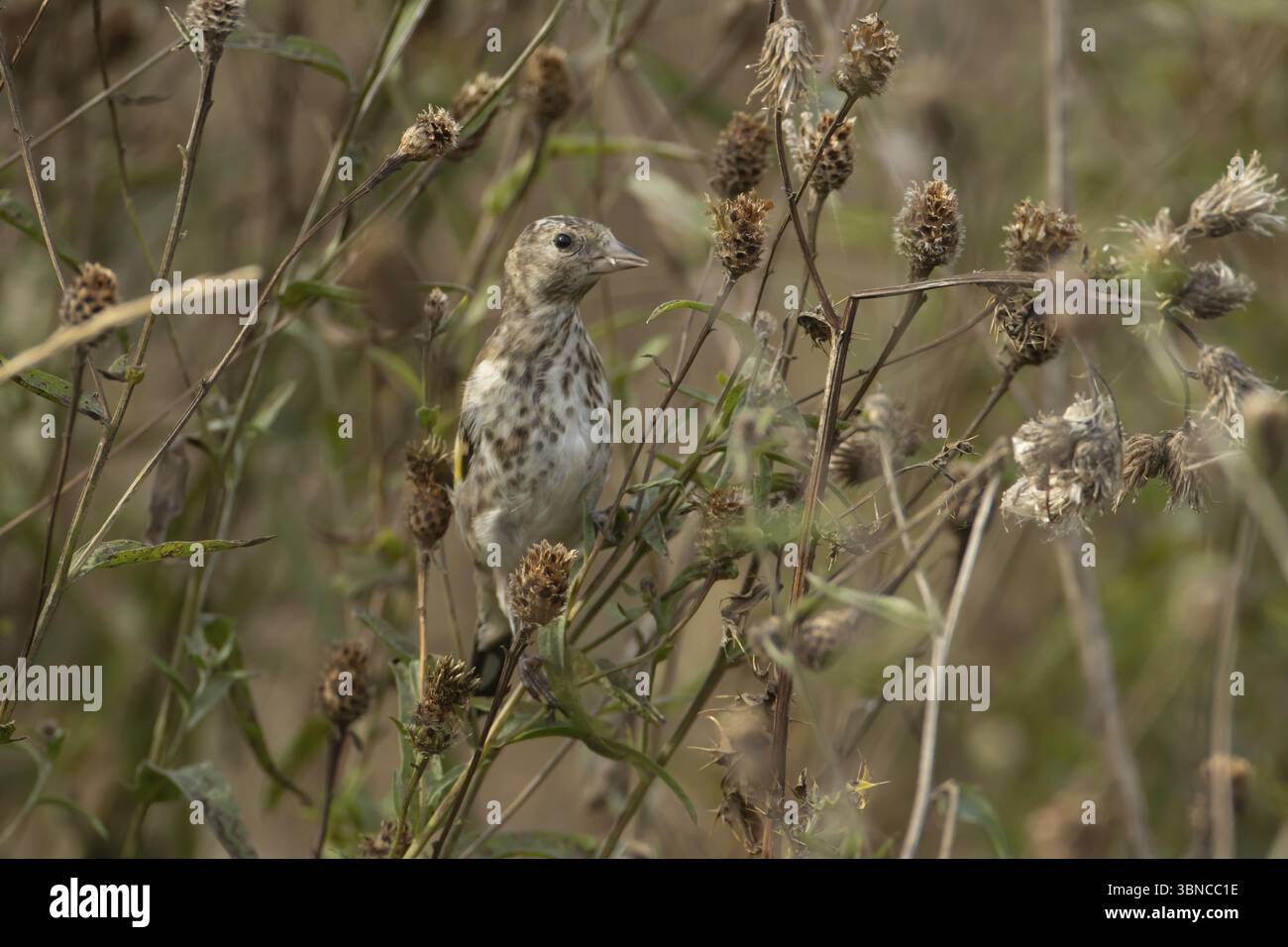 European goldfinch (Carduelis carduelis) giovane uccello su testa di semi di Knapweed, Inghilterra, Regno Unito, Europa Foto Stock