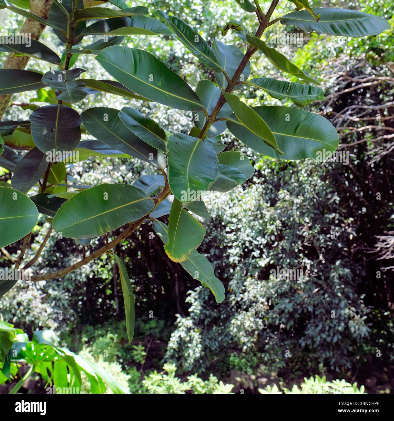 Foglie e rami dell'albero Kamani (Calophyllum inophyllum) a Kauai, Hawaii; il suo legno è utilizzato per realizzare canoe, contenitori, ciotole, vassoi di legno. Foto Stock