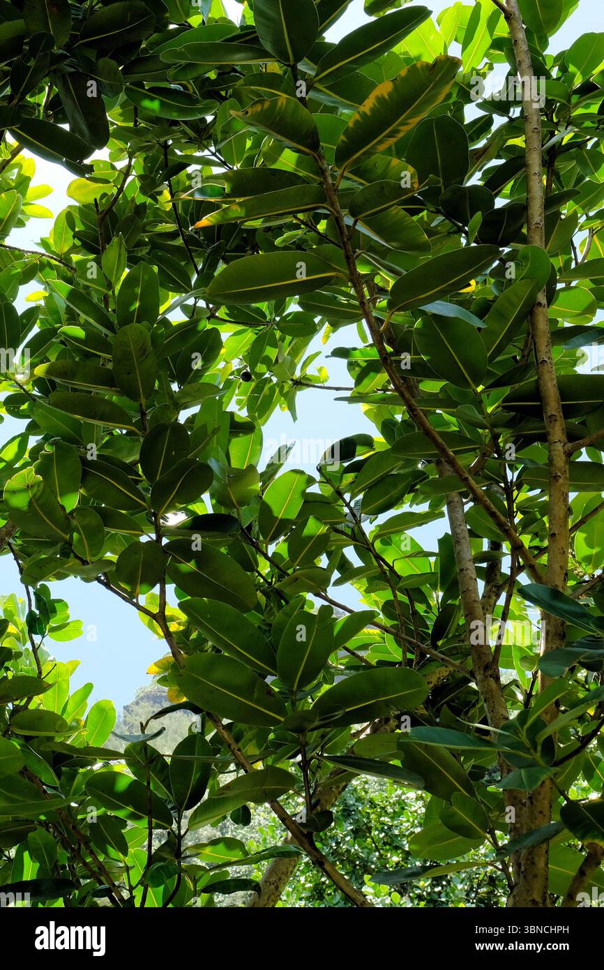 Foglie e rami dell'albero Kamani (Calophyllum inophyllum) a Kauai, Hawaii; il suo legno è utilizzato per realizzare canoe, contenitori, ciotole, vassoi di legno. Foto Stock
