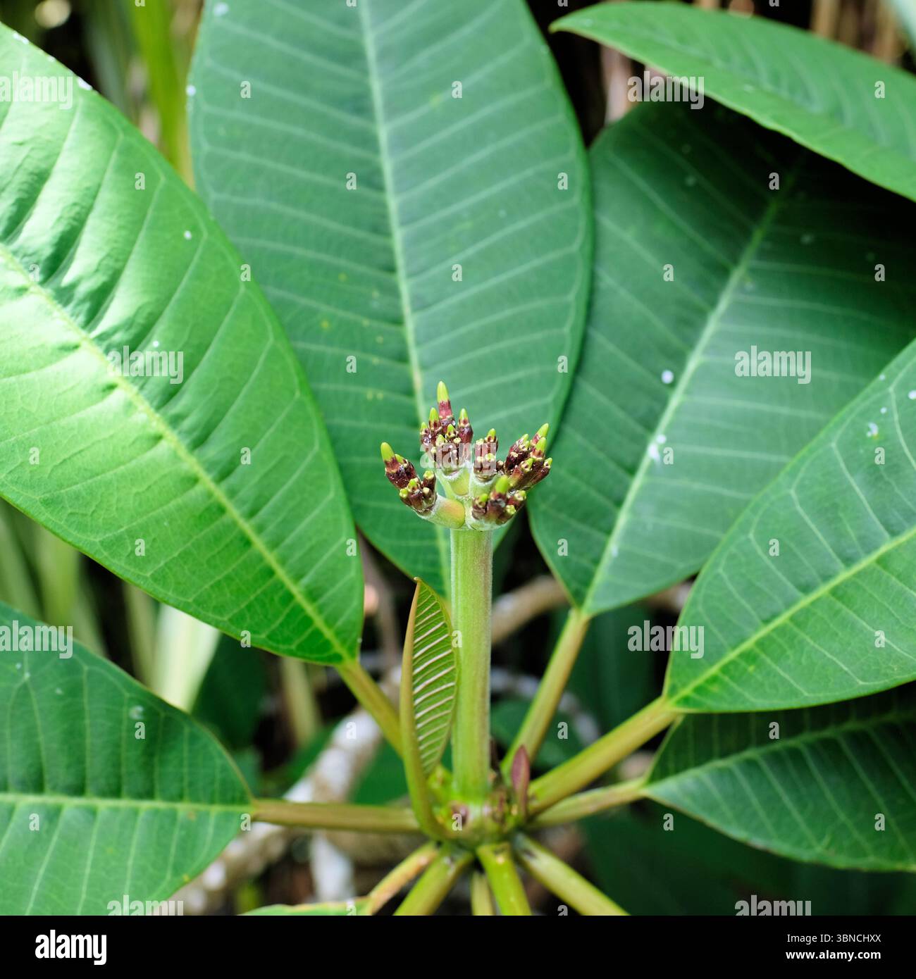 Plumeria rubra, o frangipani, gemme e foglie; arbusto deciduo fiorito o piccolo albero senza fiori; piante decorative; Kauai, Hawaii. Foto Stock