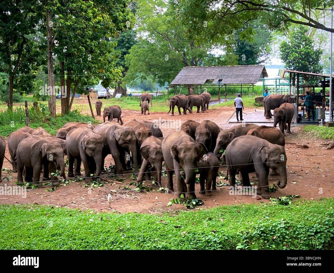 Una mandria di elefanti che pascolano pacificamente in un santuario, circondato da vegetazione lussureggiante e custodi che garantiscono il loro benessere Foto Stock