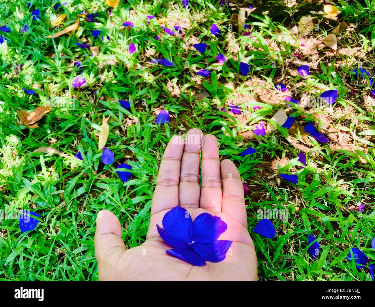 Una mano regge delicatamente un vibrante fiore viola in mezzo a un tappeto di petali in fiore, catturando la delicata bellezza della natura Foto Stock