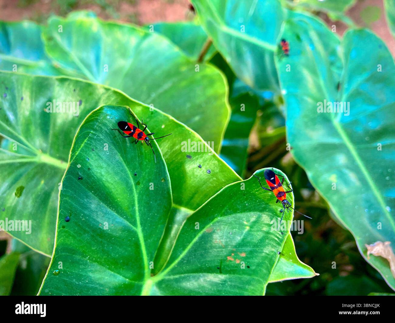 I coloratissimi coleotteri rossi e neri poggiano su foglie verdi vivaci, un perfetto esempio dei dettagli intricati della natura Foto Stock