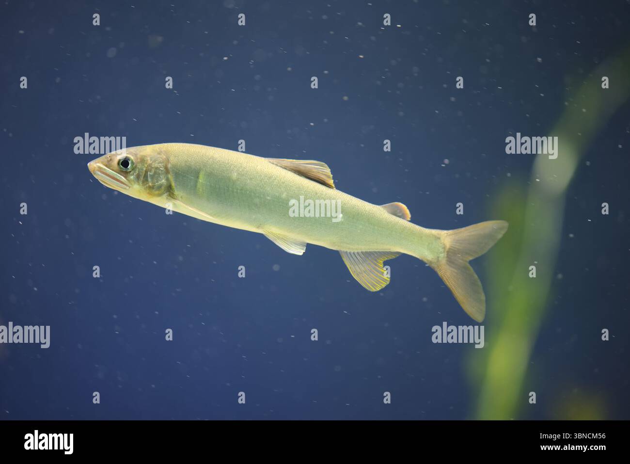 Il pesce dolce ayu (Plecoglossus altivelis), o pesce dolce, è una specie di pesce. È l'unica specie del genere Plecoglossus e della famiglia Plecogloss Foto Stock