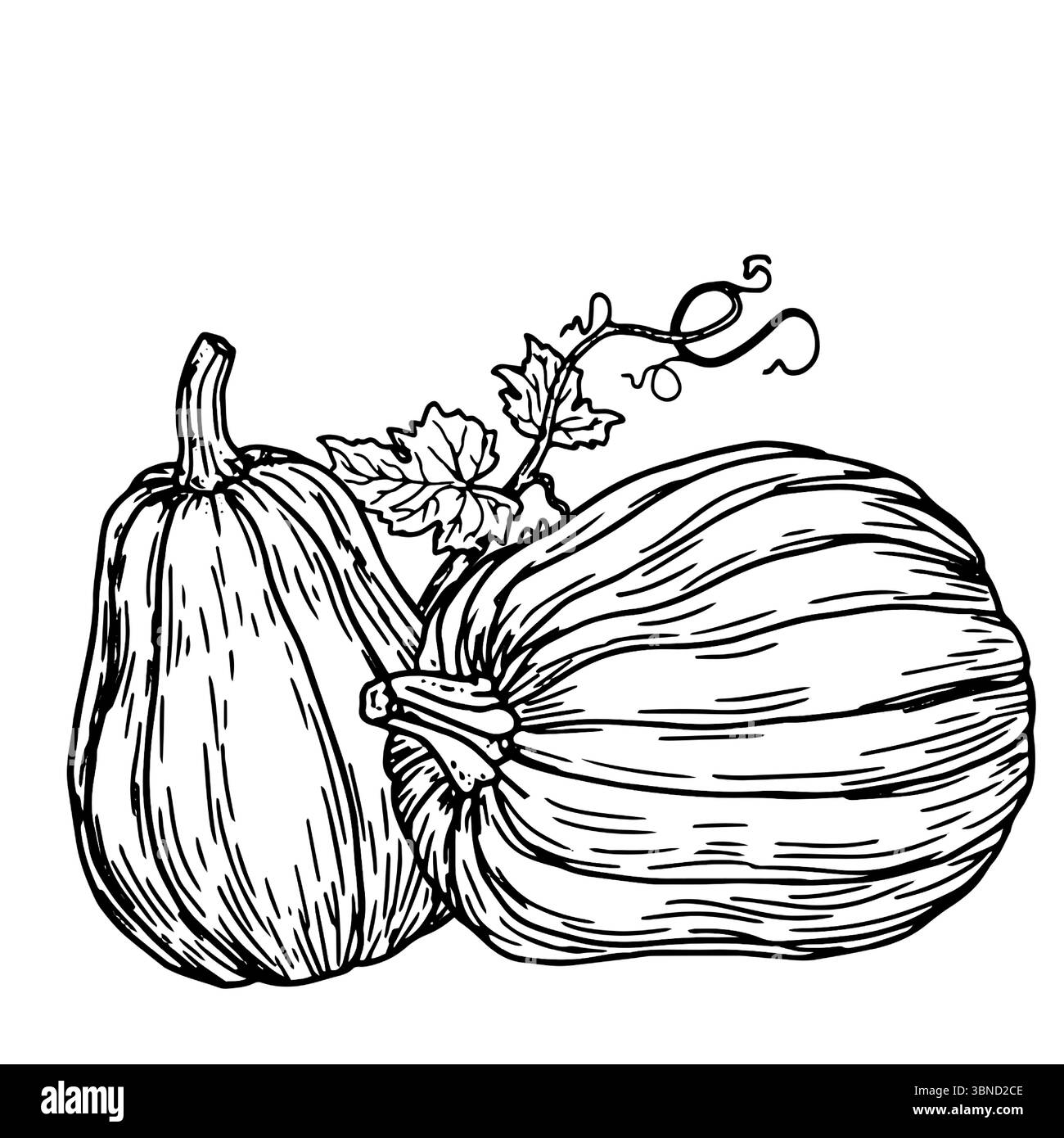 Zucche con pannocchie, ramoscelli maturi e verdi con foglie e germogli, schizzo a inchiostro bianco e nero. Illustrazione vettoriale. Decorazioni autunnali in stile vegetale, isolate Illustrazione Vettoriale