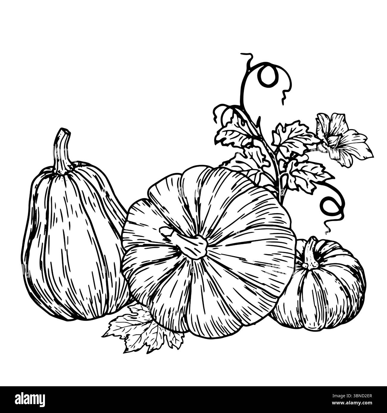 Zucche con pannocchie, ramoscelli maturi e verdi con foglie e germogli, schizzo a inchiostro bianco e nero. Illustrazione vettoriale. Decorazioni autunnali in stile vegetale, isolate Illustrazione Vettoriale