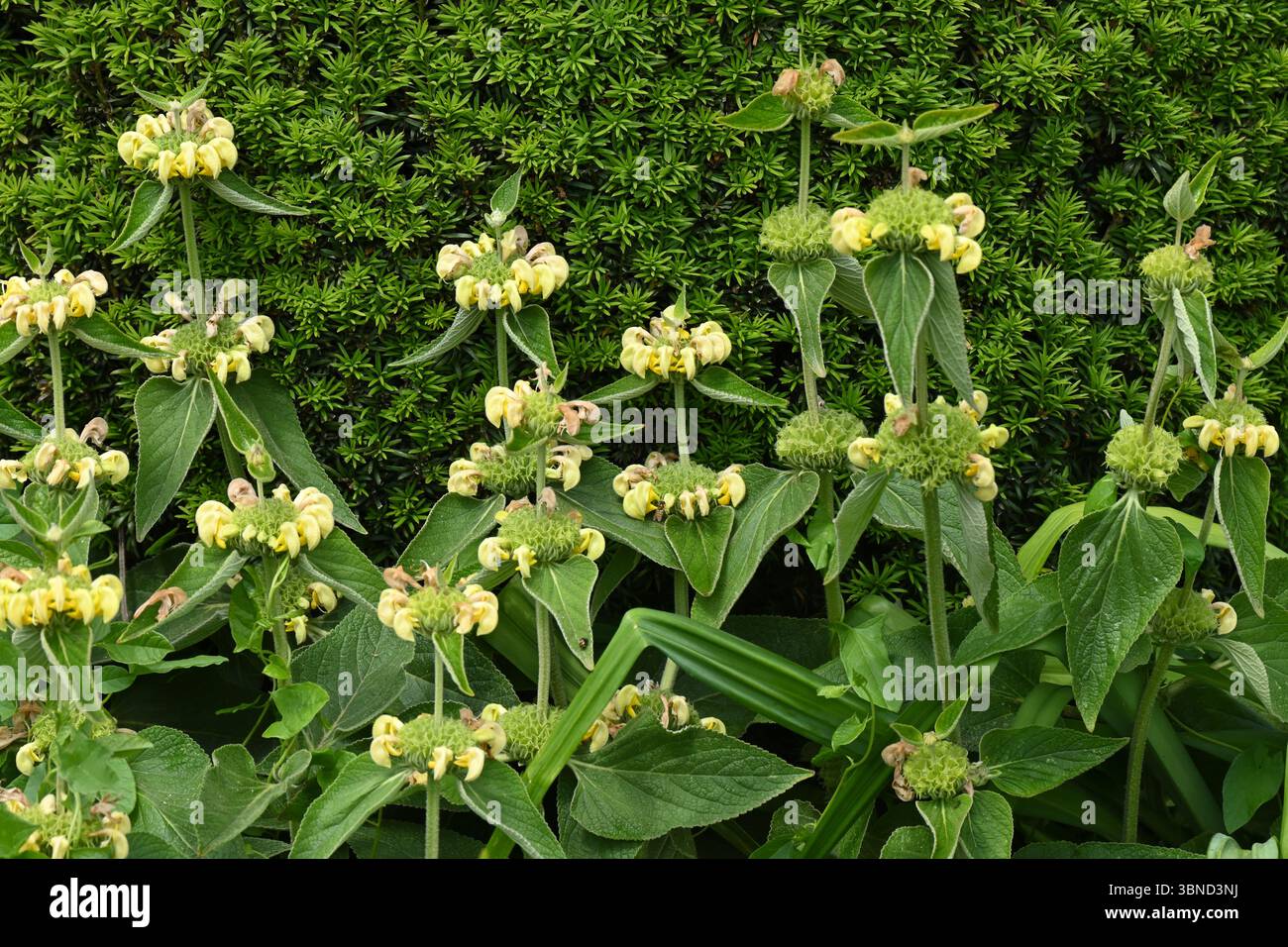 Fiori estivi di Phlomis russeliana di giallo pallido, o salvia turca di fronte alla siepe di tasso nel giardino britannico di giugno Foto Stock