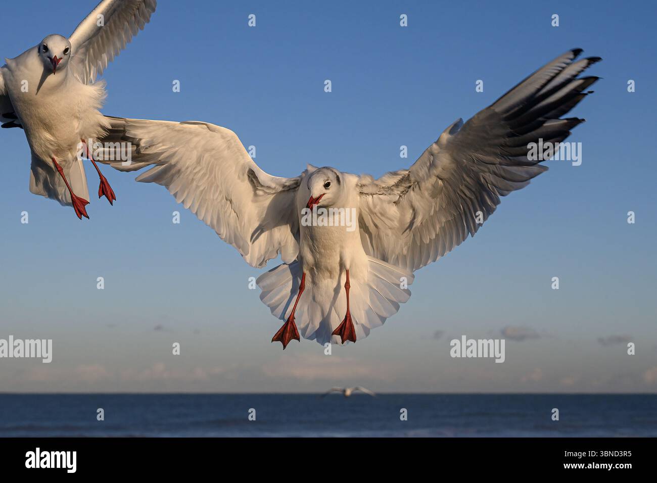 Black Head Gull, Larus ridibundus, uccelli piumati invernali adulti in volo Norfolk November Foto Stock