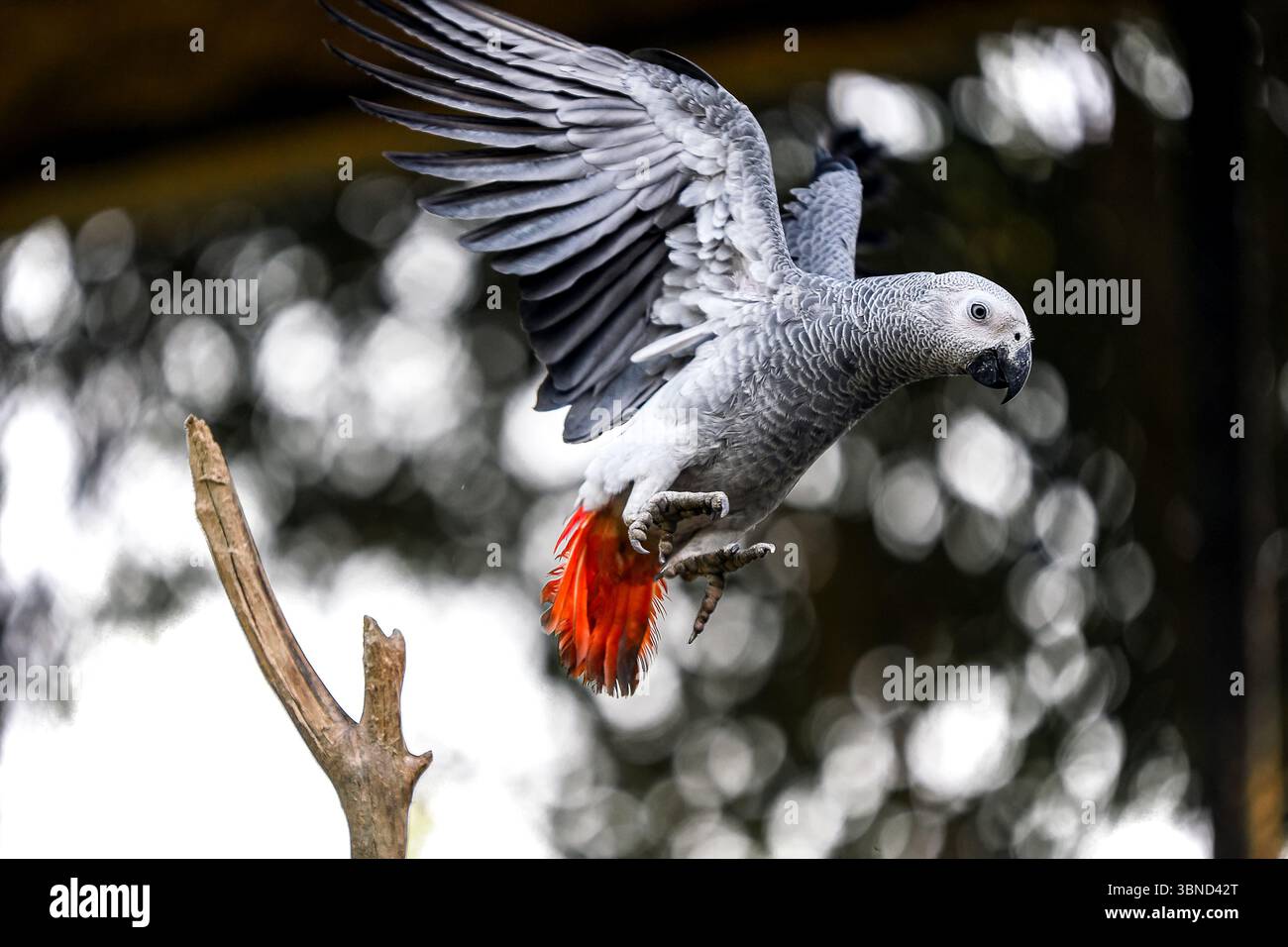 Un maestoso pappagallo grigio africano viene catturato sorvolando graziosamente nell'aria, mostrando le sue impressionanti piume grigie e rosse. Foto Stock