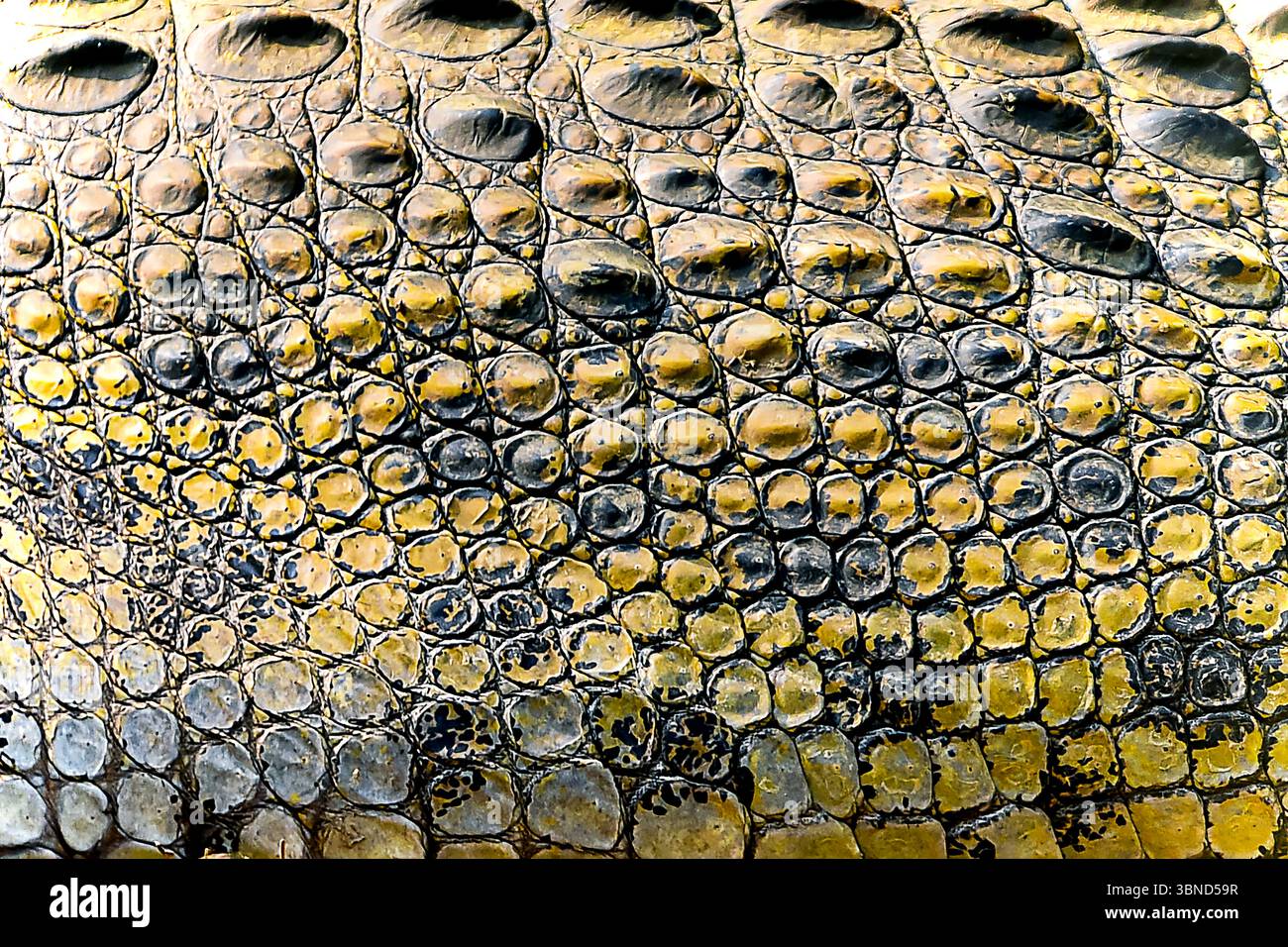 La texture dettagliata della pelle di coccodrillo presenta motivi e colori unici che riflettono la luce del sole. Foto Stock