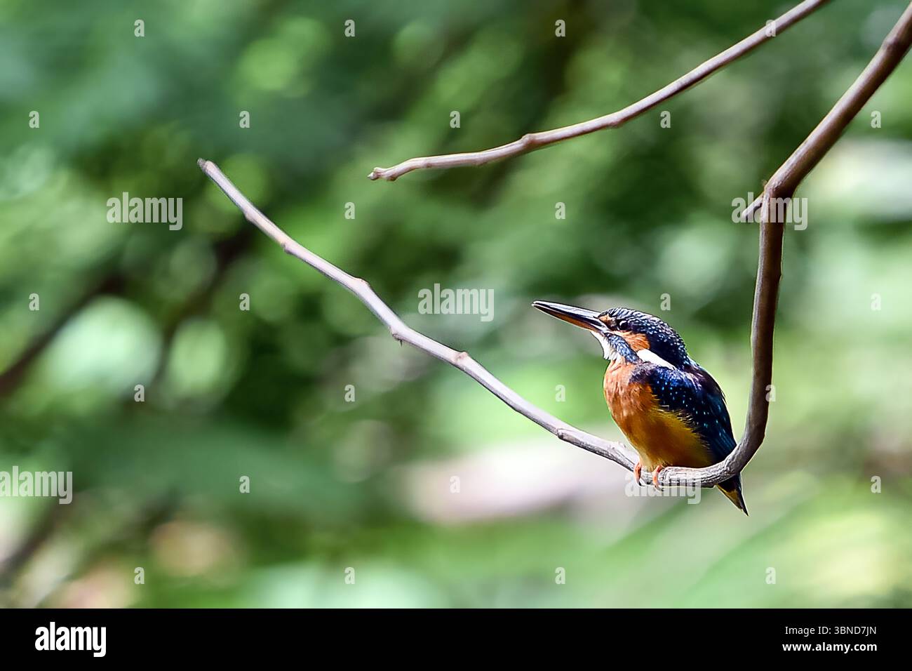 Un vivace kingfisher si trova su un ramo sottile, guardando il verde. Foto Stock