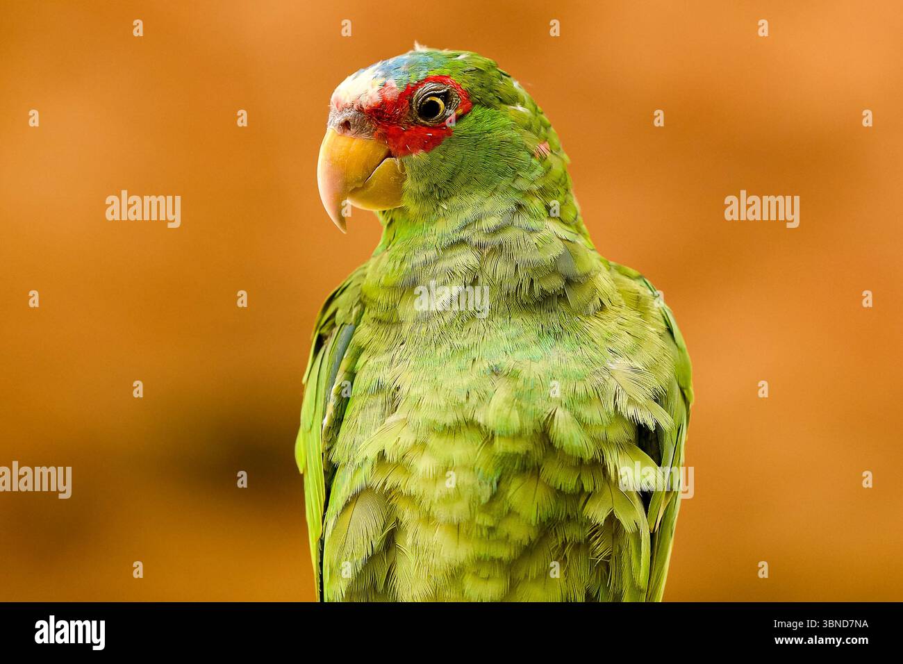 Questo vivace pappagallo verde con marcature rosse è appollaiato con sicurezza, mostrando le sue piume colorate su uno sfondo caldo. Foto Stock