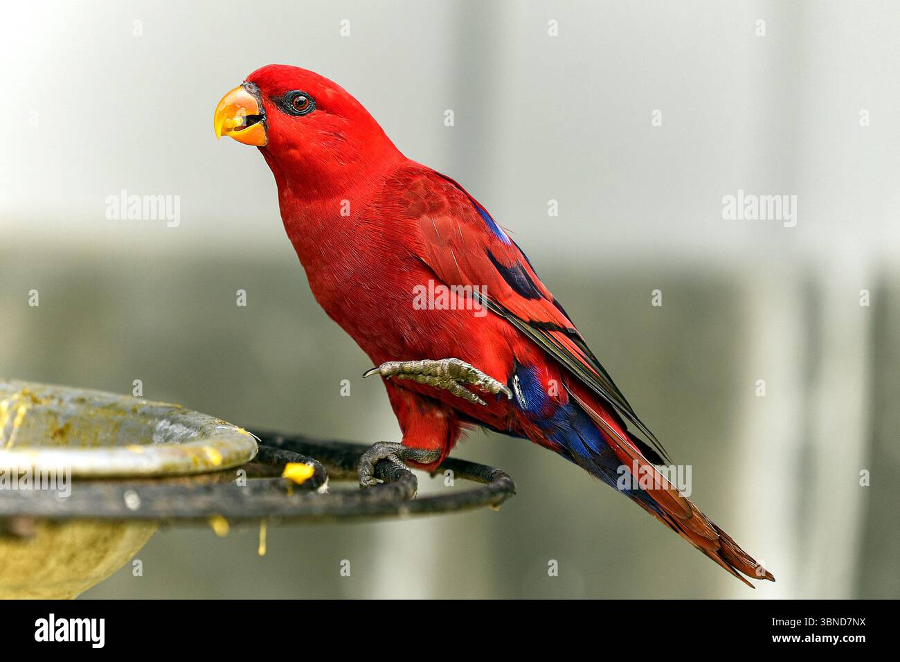 Un sorprendente pappagallo rosso si trova su un alimentatore, che mostra il suo vivace piumaggio. Foto Stock