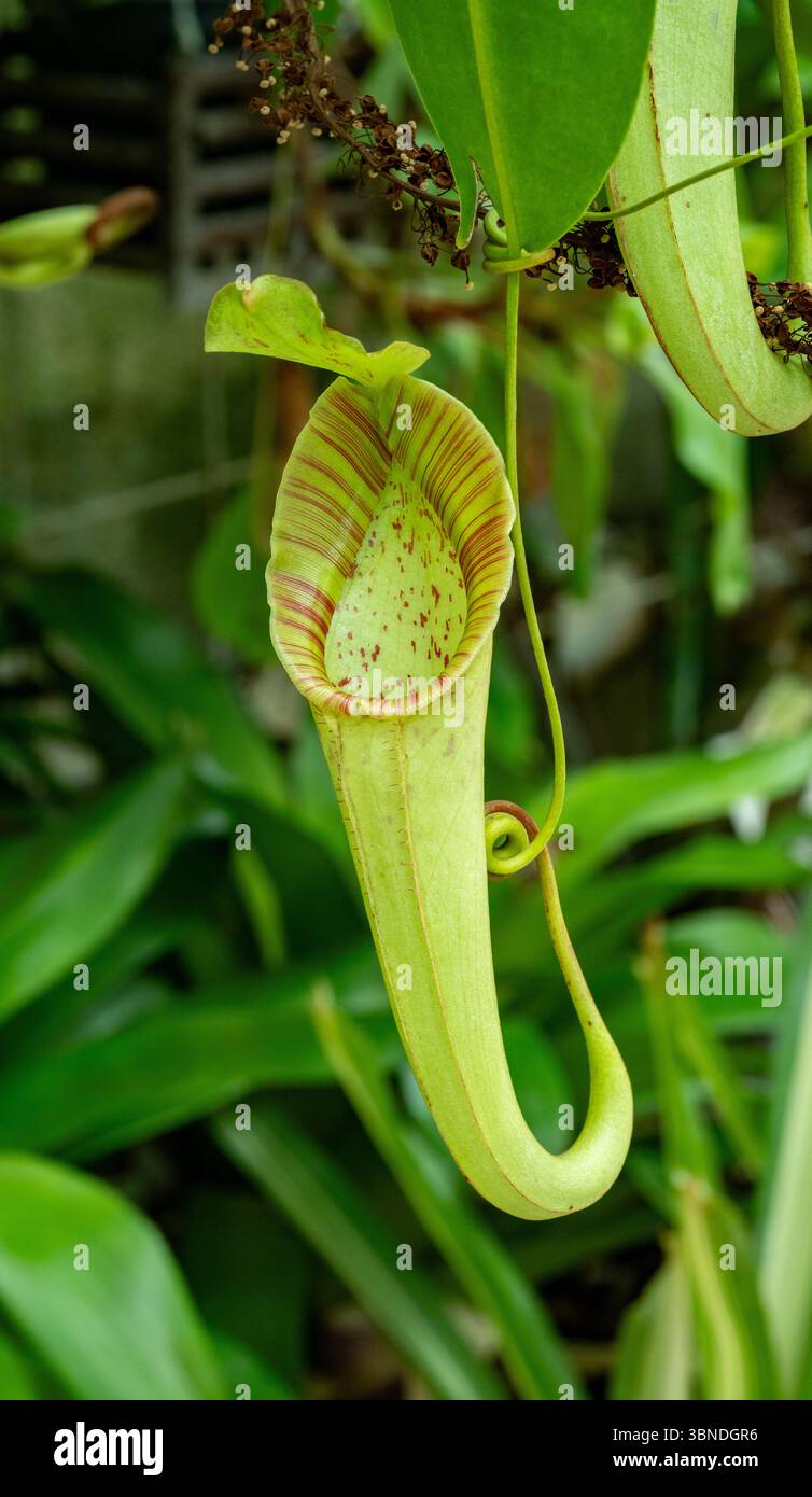 Pianta a caraffa (nepenthes khasiana). Giardino botanico, KIT Karlsruhe, Germania, Europa Foto Stock