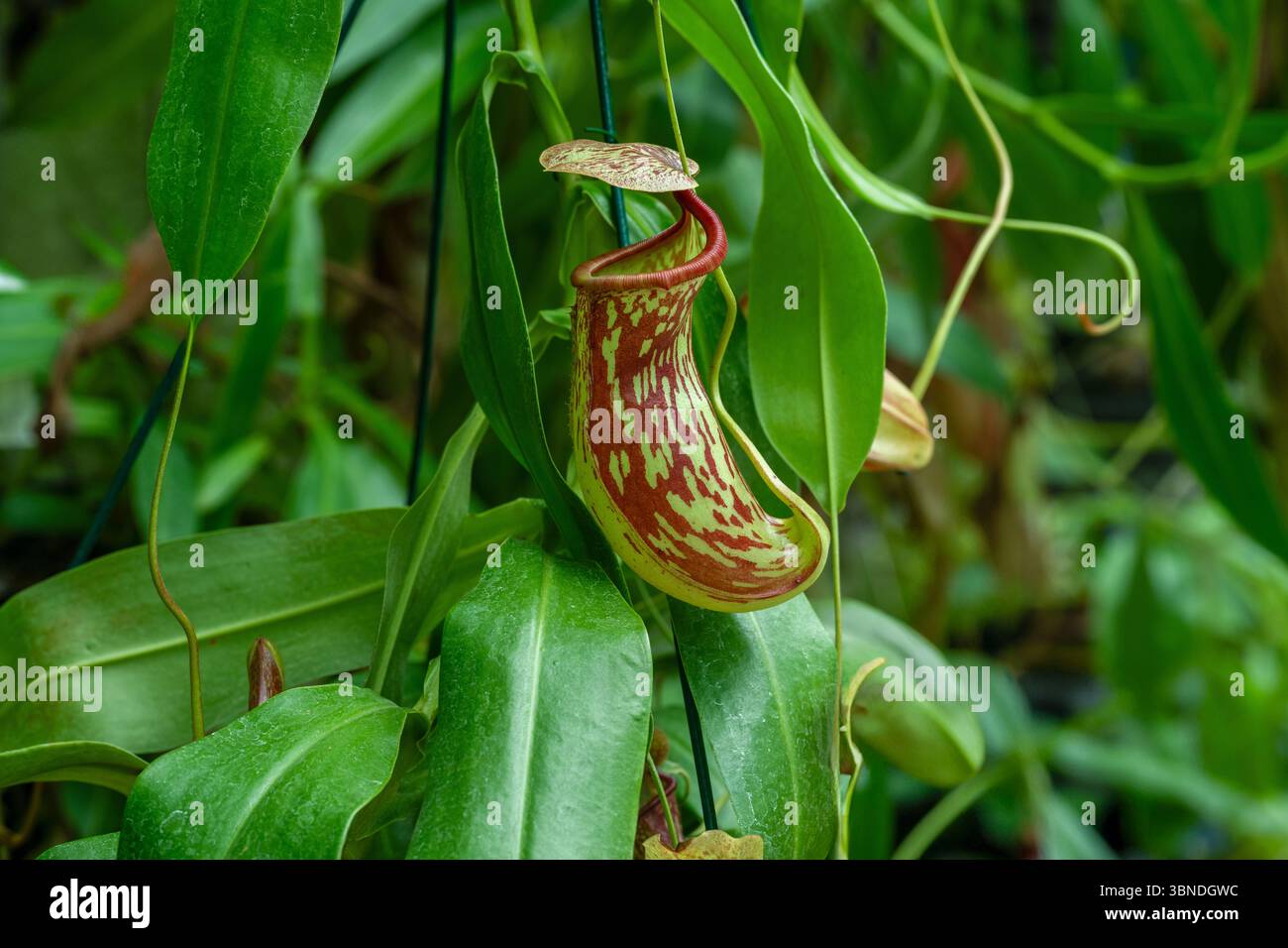 Pianta a caraffa (nepenthes khasiana). Giardino botanico, KIT Karlsruhe, Germania, Europa Foto Stock