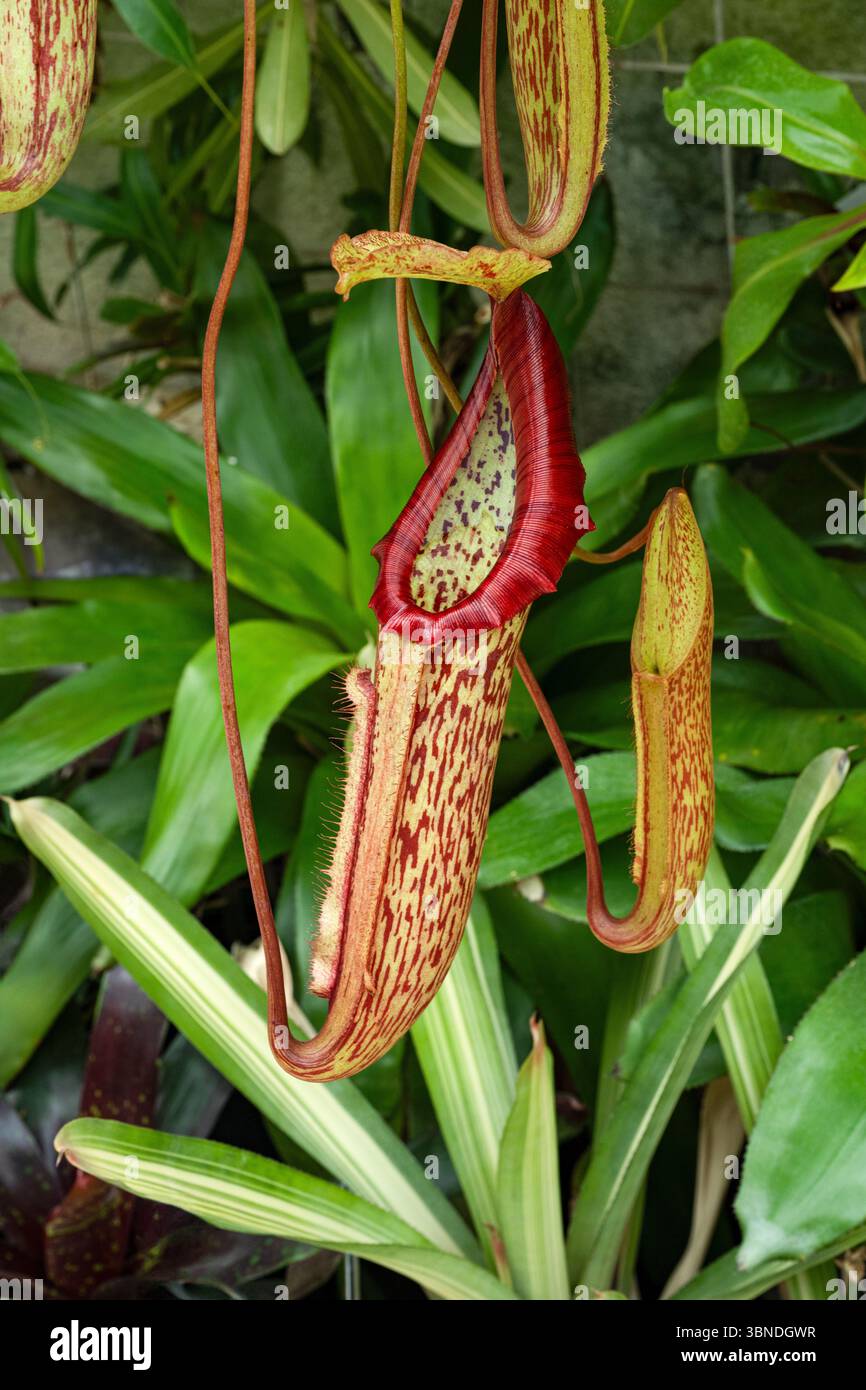 Pianta a caraffa (nepenthes khasiana). Giardino botanico, KIT Karlsruhe, Germania, Europa Foto Stock
