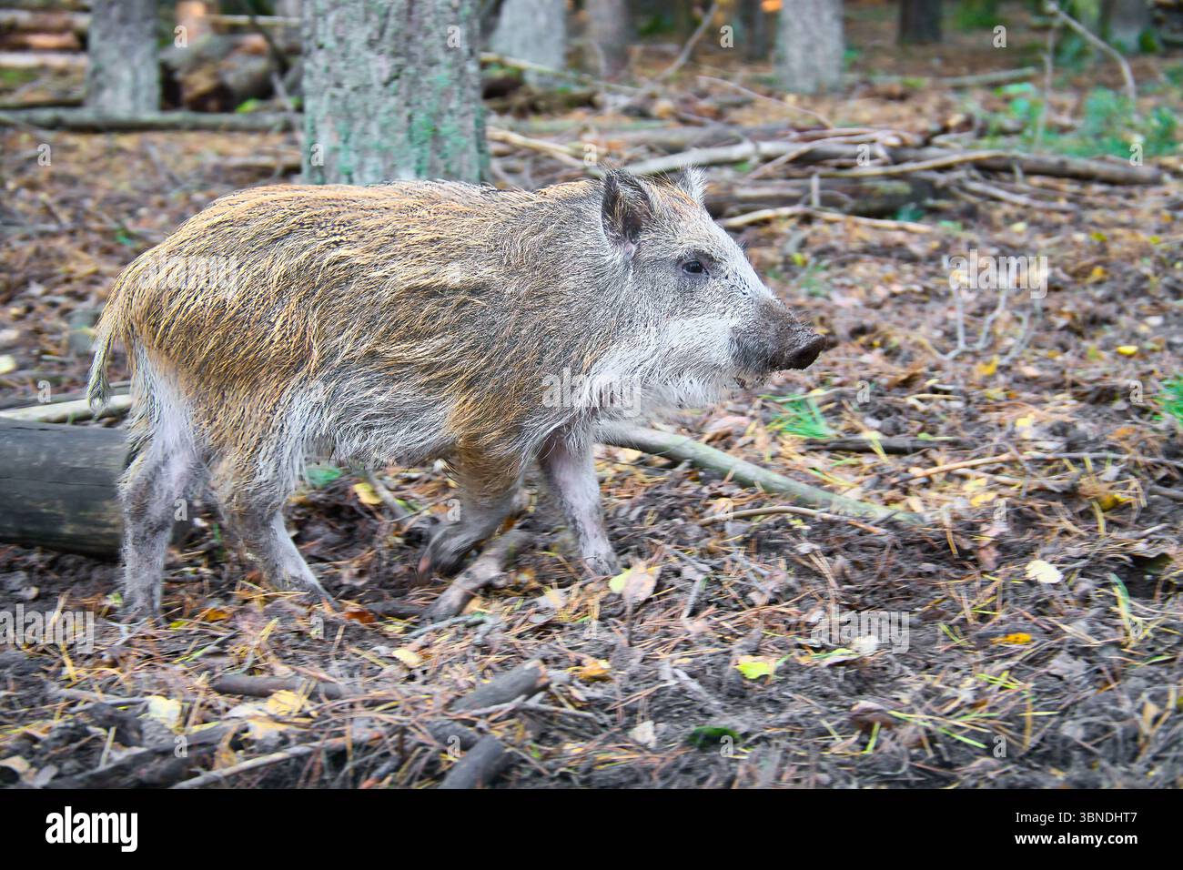 Cinghiale che attraversa la foresta autunnale, scenario naturale dai toni terrosi, vegetazione fitta e comportamento tipico di un animale selvatico europeo. Foto Stock
