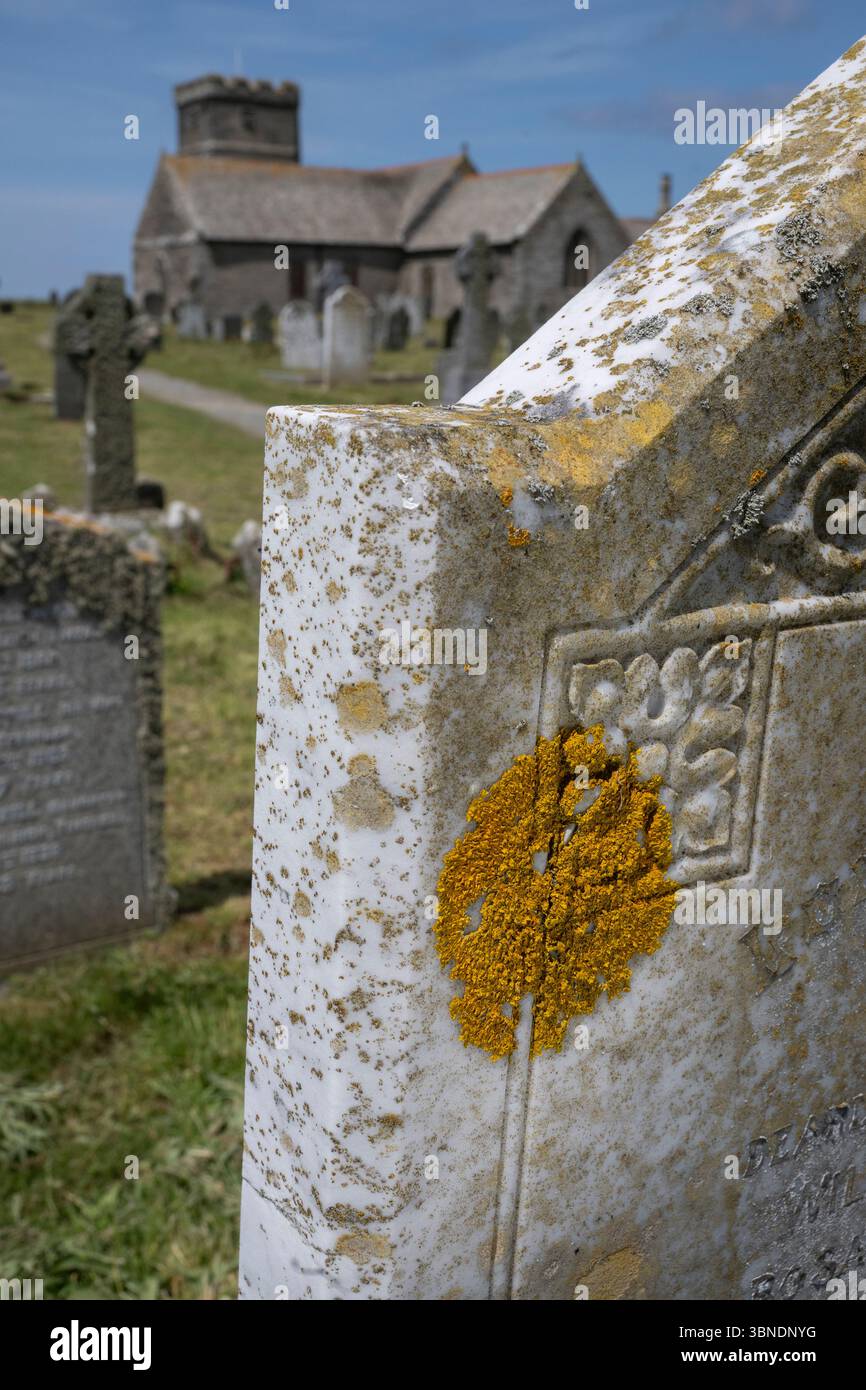 Licheni: Xanthoria parietina, su lapide nel cimitero costiero. Tintagel, Cornovaglia, Regno Unito Foto Stock